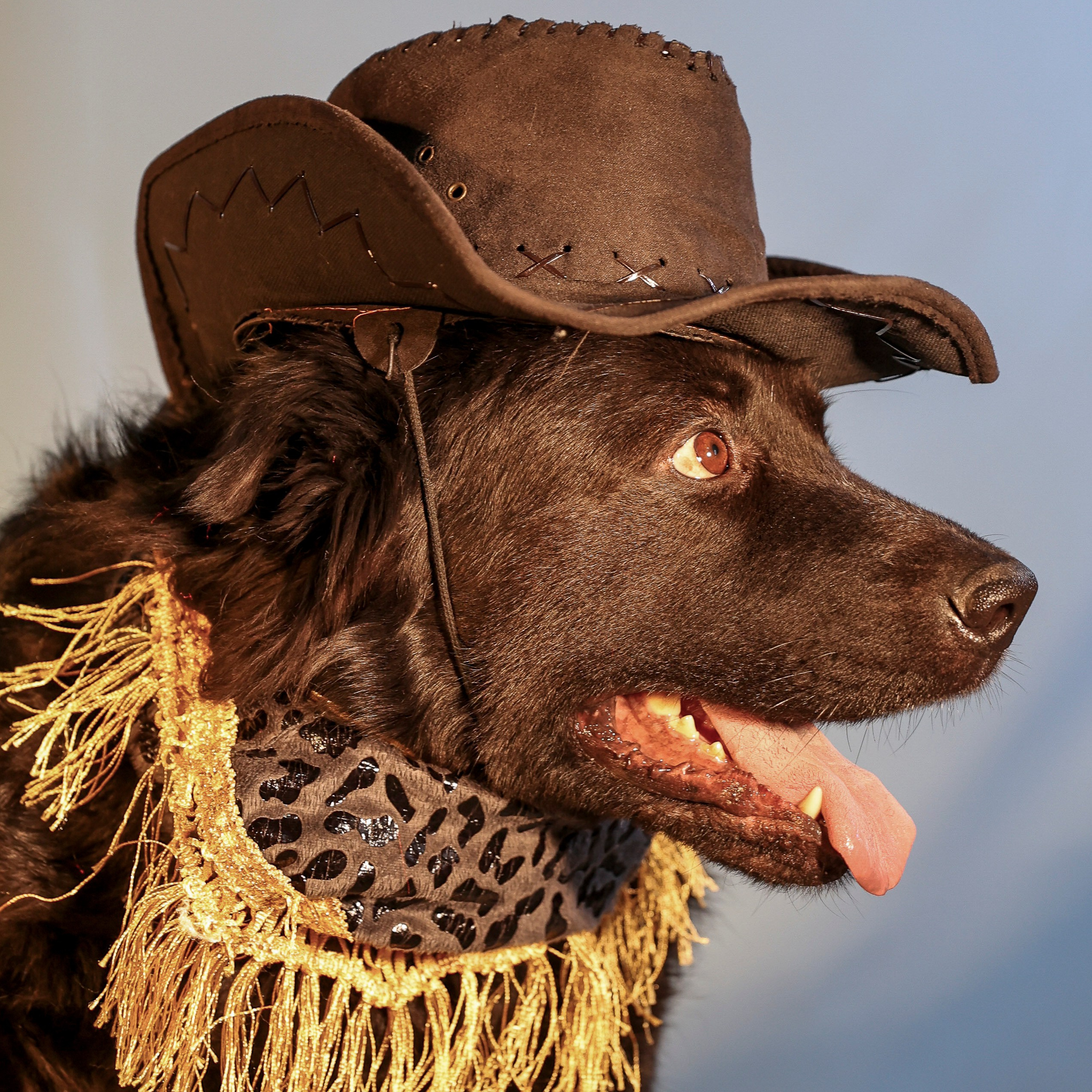 Приют четвероногий АНГЕЛ. Фотограф 📸 семейный, предметный, репортажный