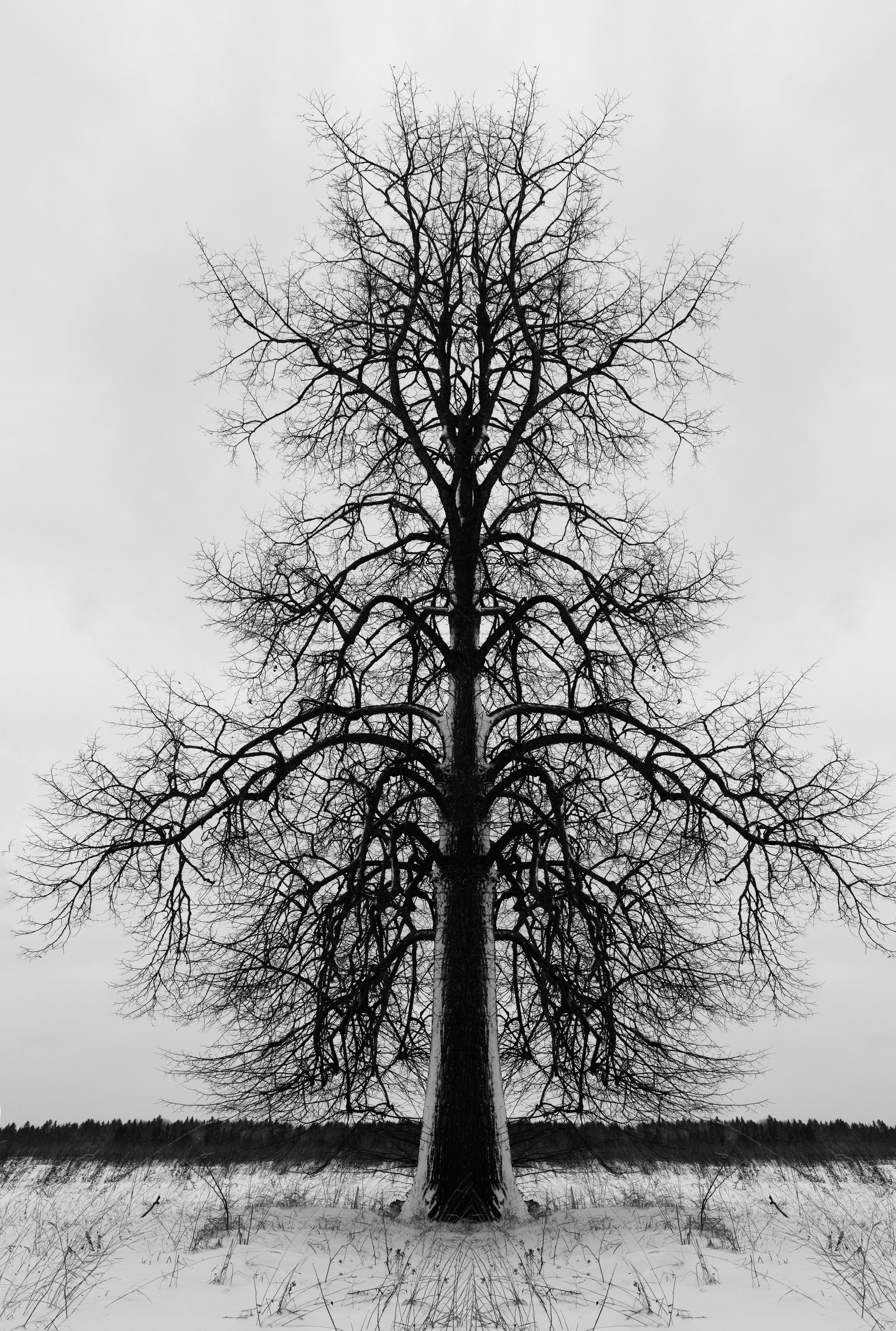 дерево зимой