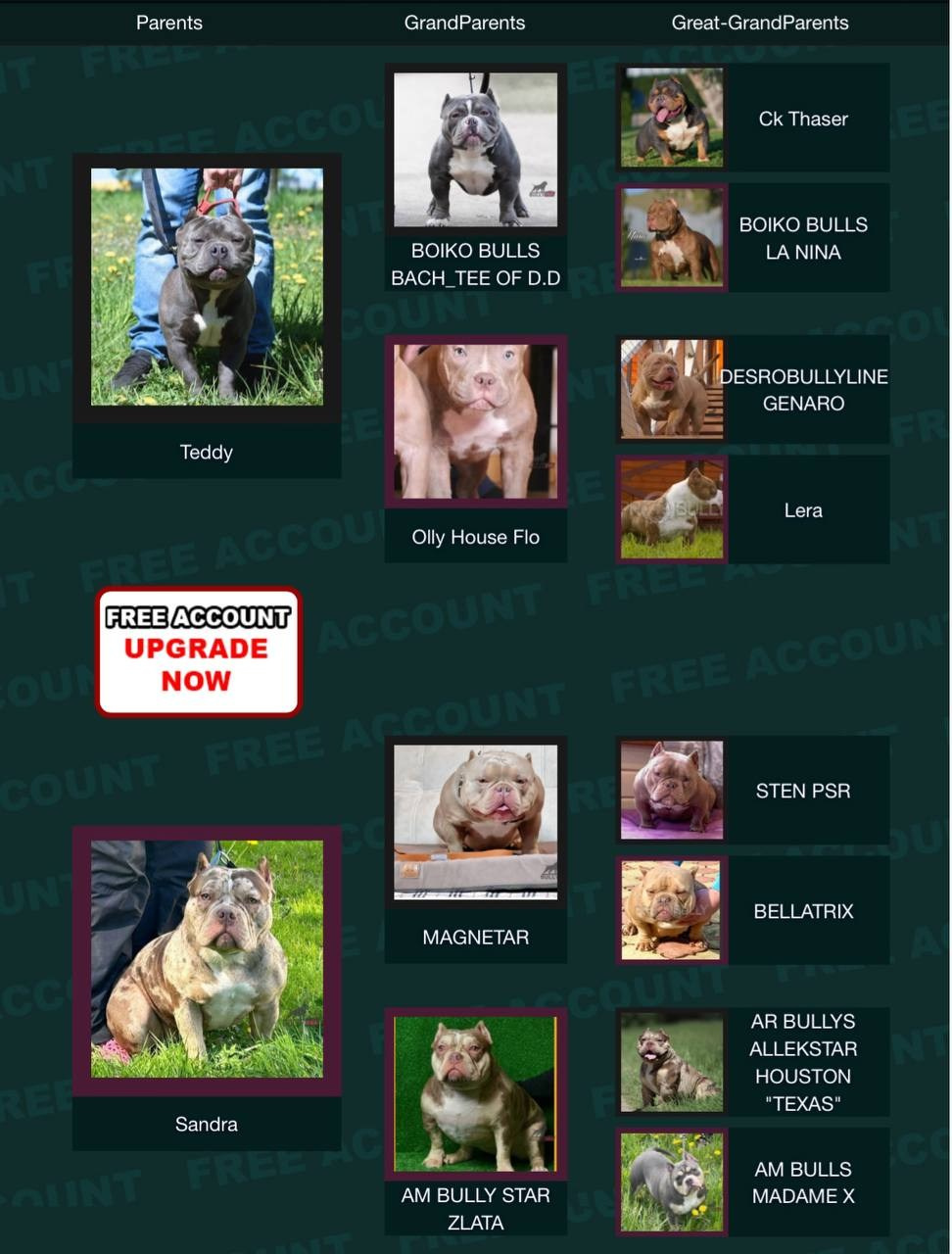 Родословная Шаня. Питомник американских булли Bounty Pride Bully