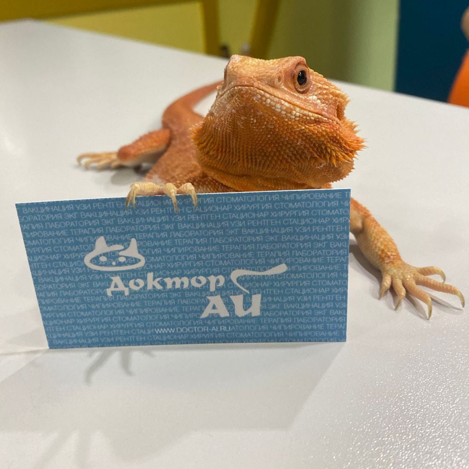 Грызуны и хорьки. Ветеринарная клиника «Доктор Ай» | Королев