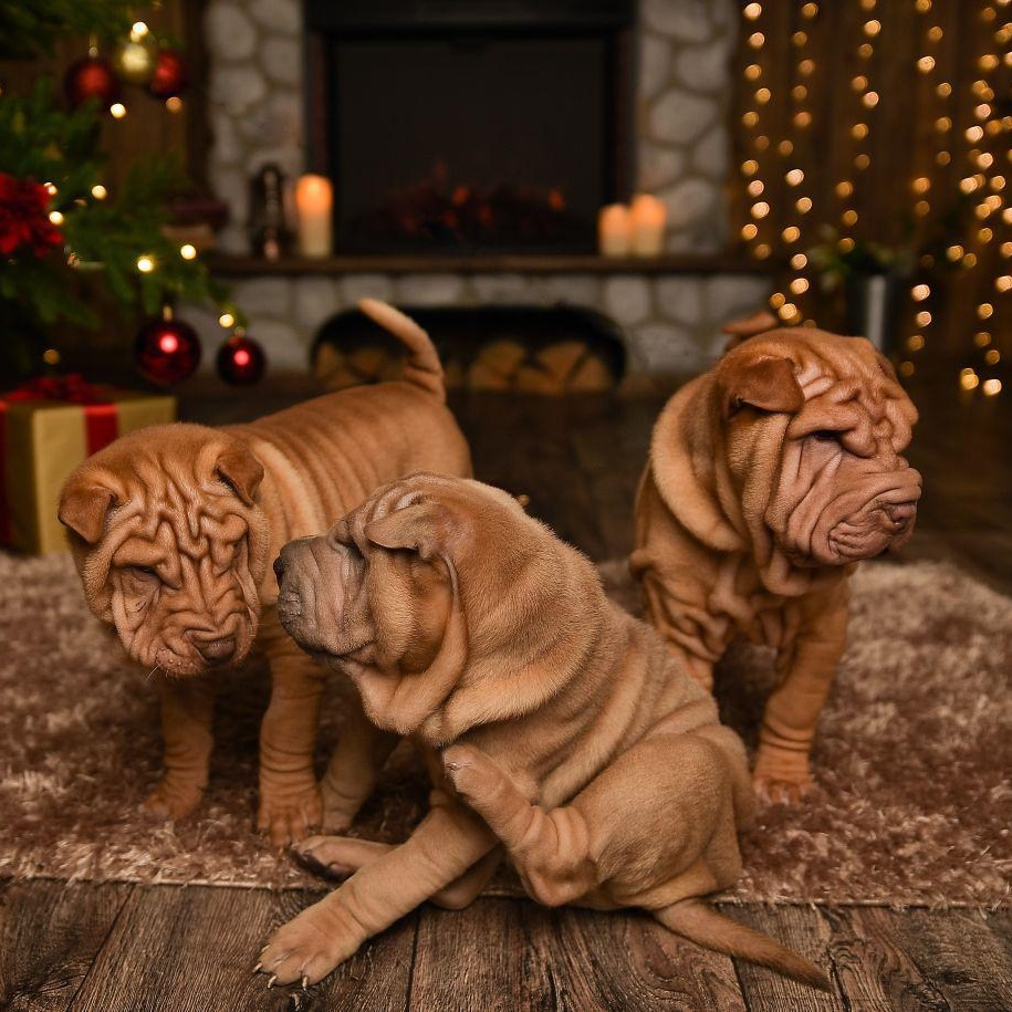 Питомник собак Иркутск