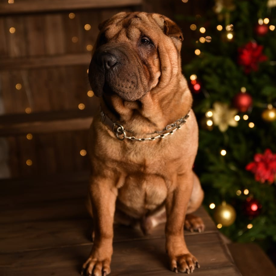 Познакомьтесь с Шар пей в Иркутске. Питомник собак Иркутск