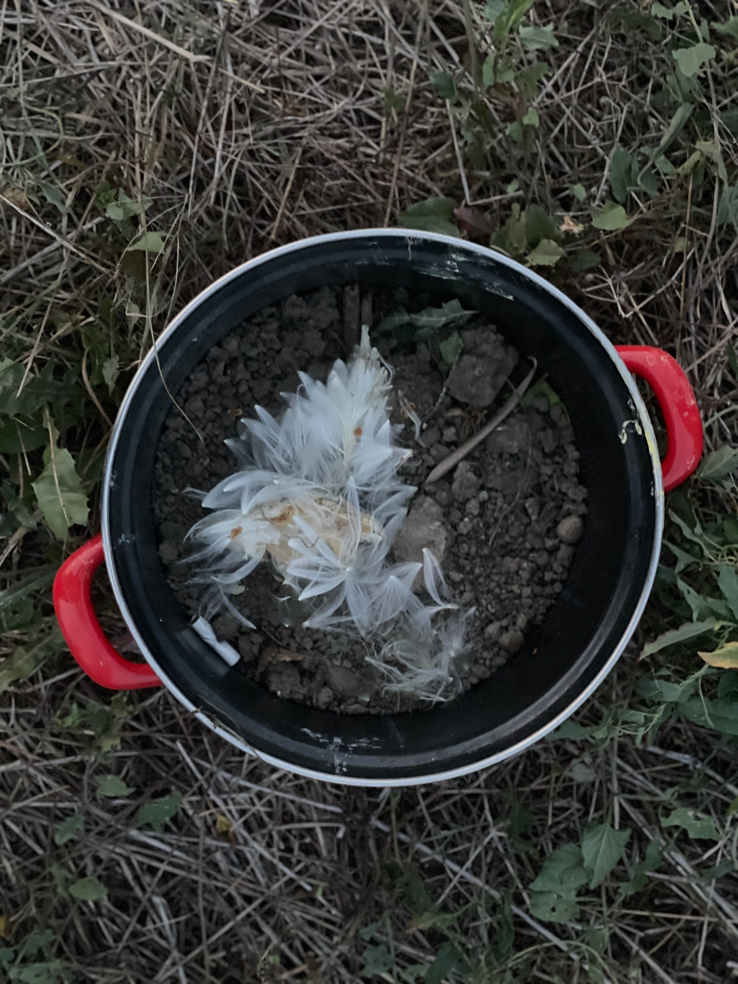 Наталия Бабинцева — ВЫДЕЛЕННАЯ ТЕРРИТОРИЯ: прогулки с N