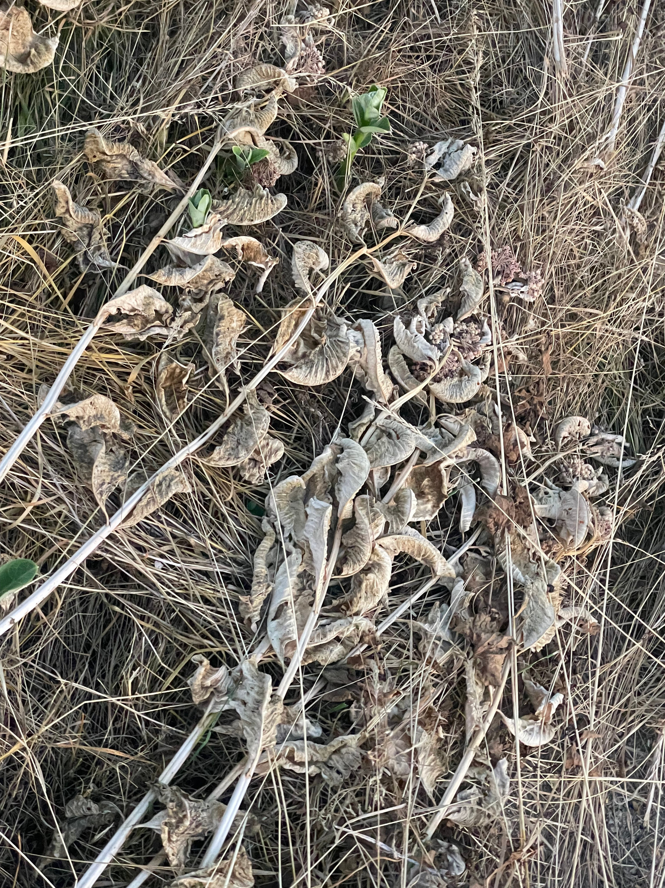 Наталия Бабинцева — ВЫДЕЛЕННАЯ ТЕРРИТОРИЯ: прогулки с N