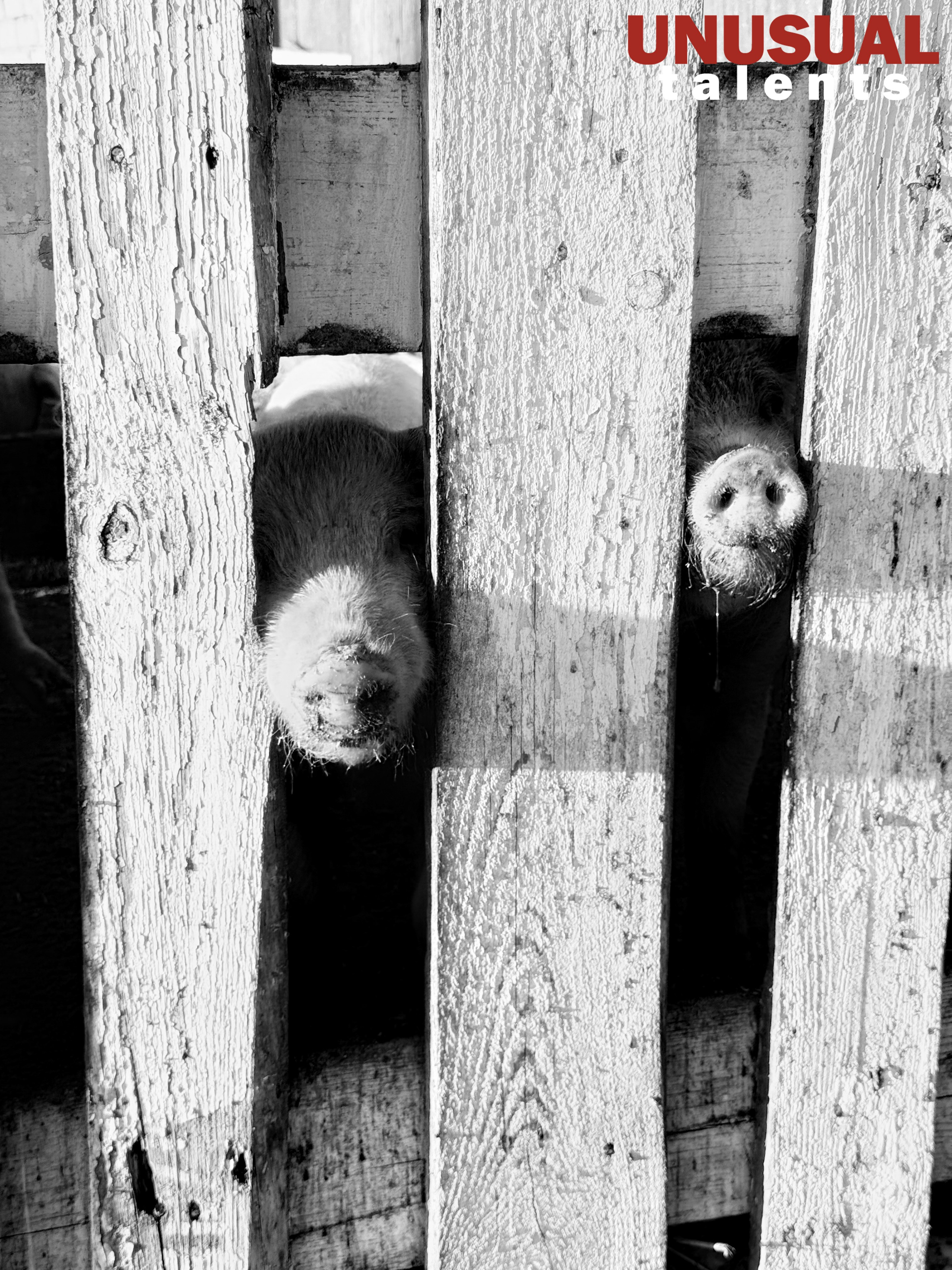 March 2026. UNUSUAL TALENT magazine