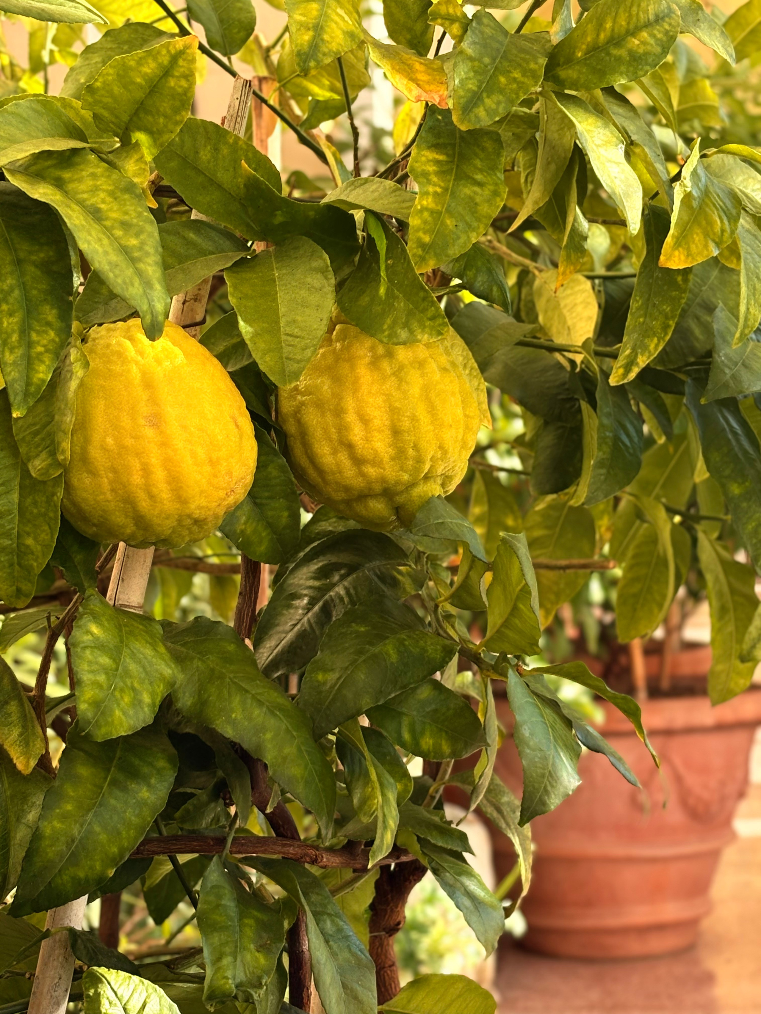 Красивые места для фотосессии в Сочи, Адлере, Красной поляне. Фотограф для женщин и мужчин, контента для бизнеса в Сочи, Адлере, Красной поляне, Розе Хутор