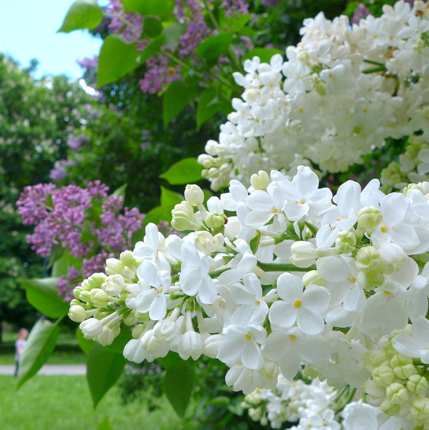 Фотограф для фотосессии беременности и материнства. Профессиональный фотограф в Москве, Измайлово