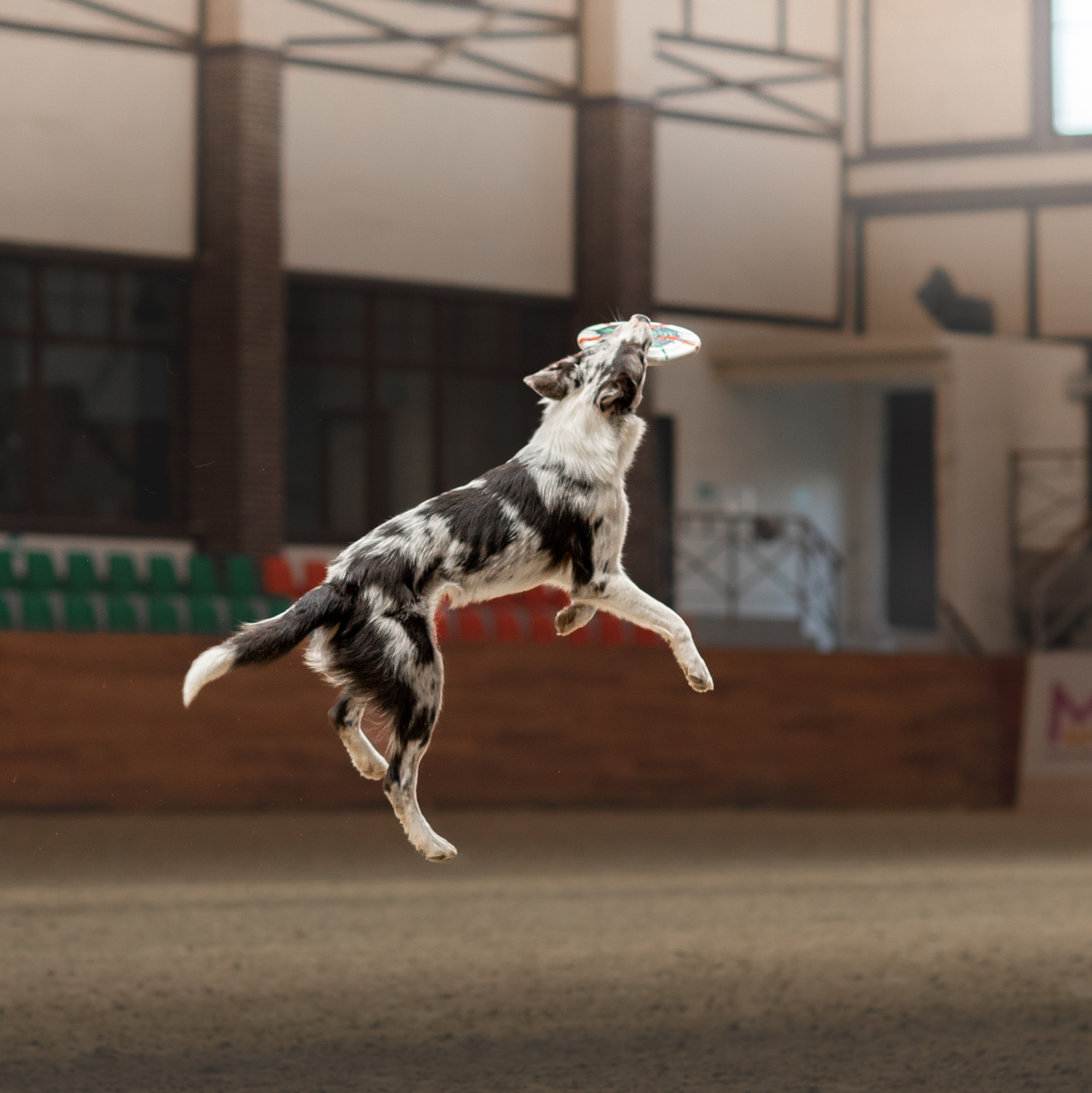 Фотограф-анималист в Москве Дорн Мелани