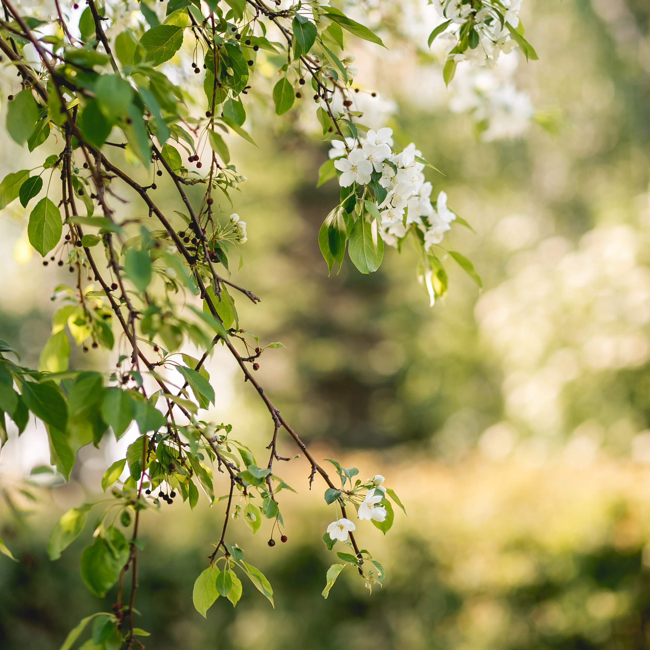 Прайс. Фотограф в  г. Новосибирск