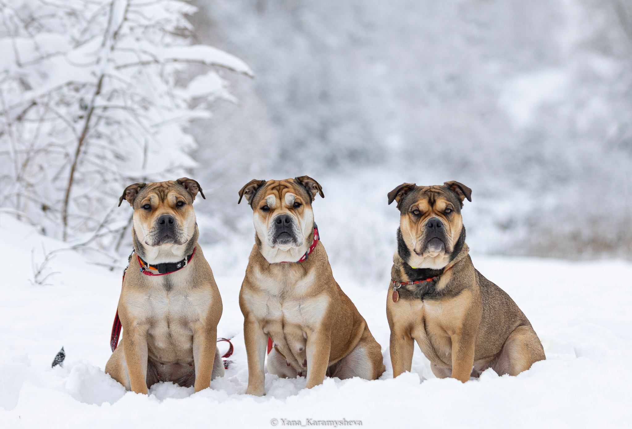 Контакты. Yana Karamysheva Animal Photo