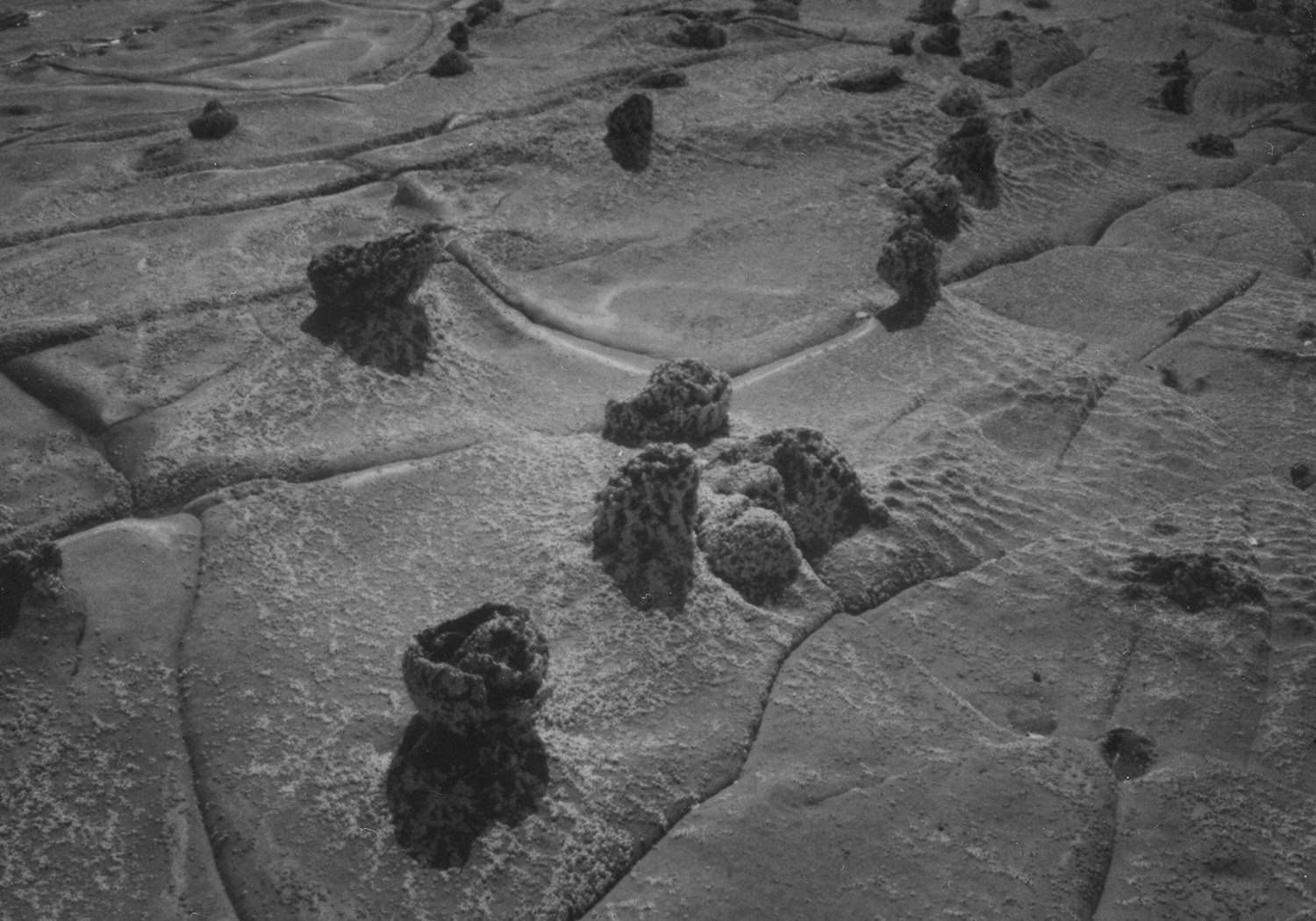 Таня Щербинина «Strange landscapes». Самоорганизация Низина