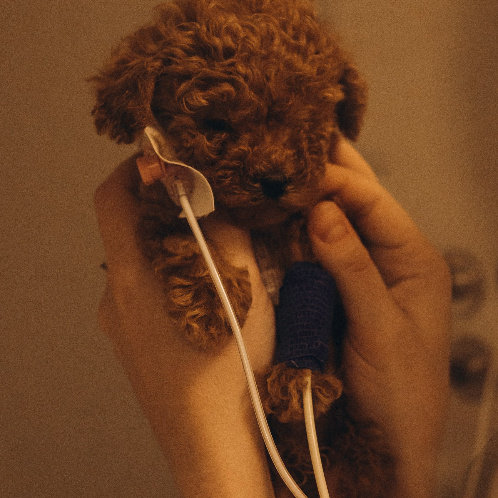 VetLife. Татьяна Афонина | Фотограф