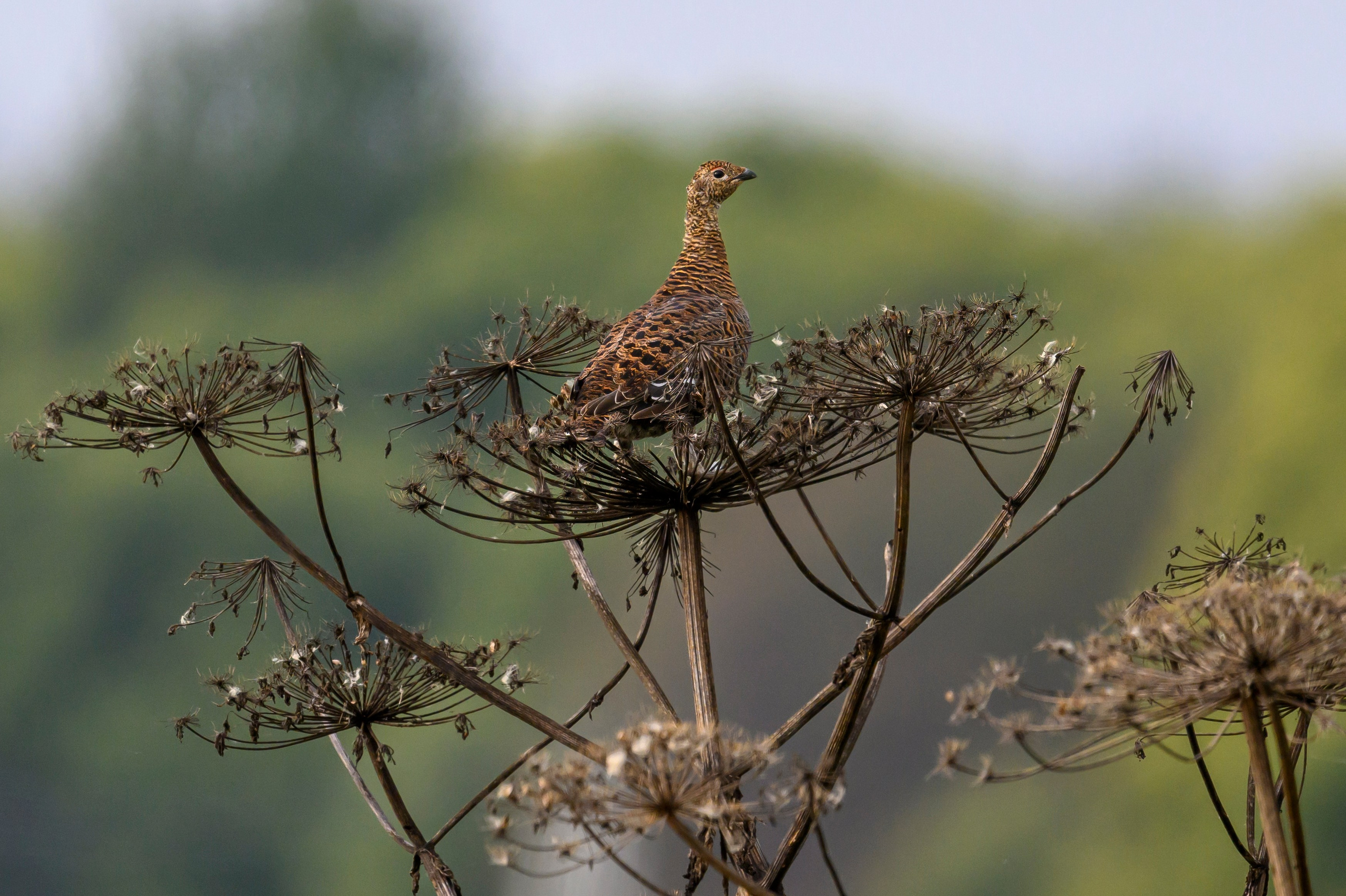 Журавли не даются. No cranes. Фотограф Сергей Пупонин