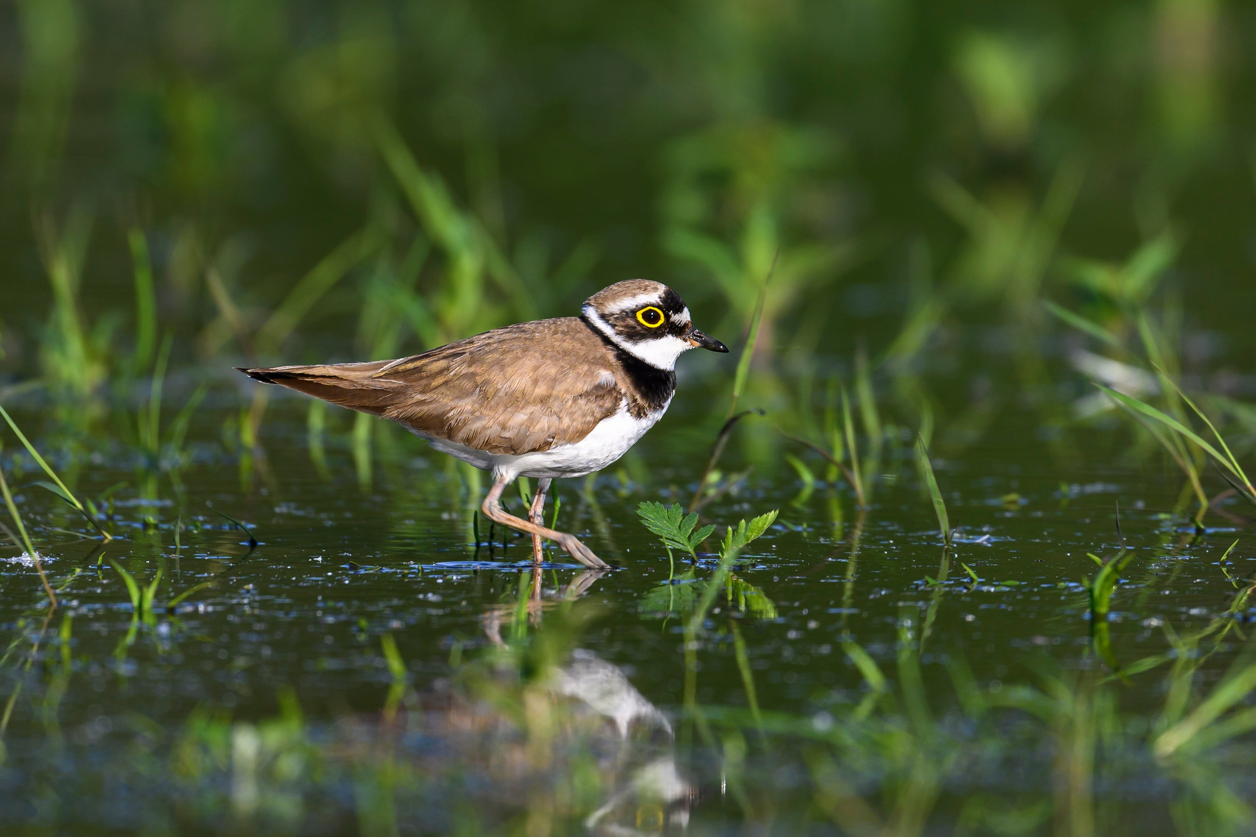 Малый зуек. Фотограф Сергей Пупонин