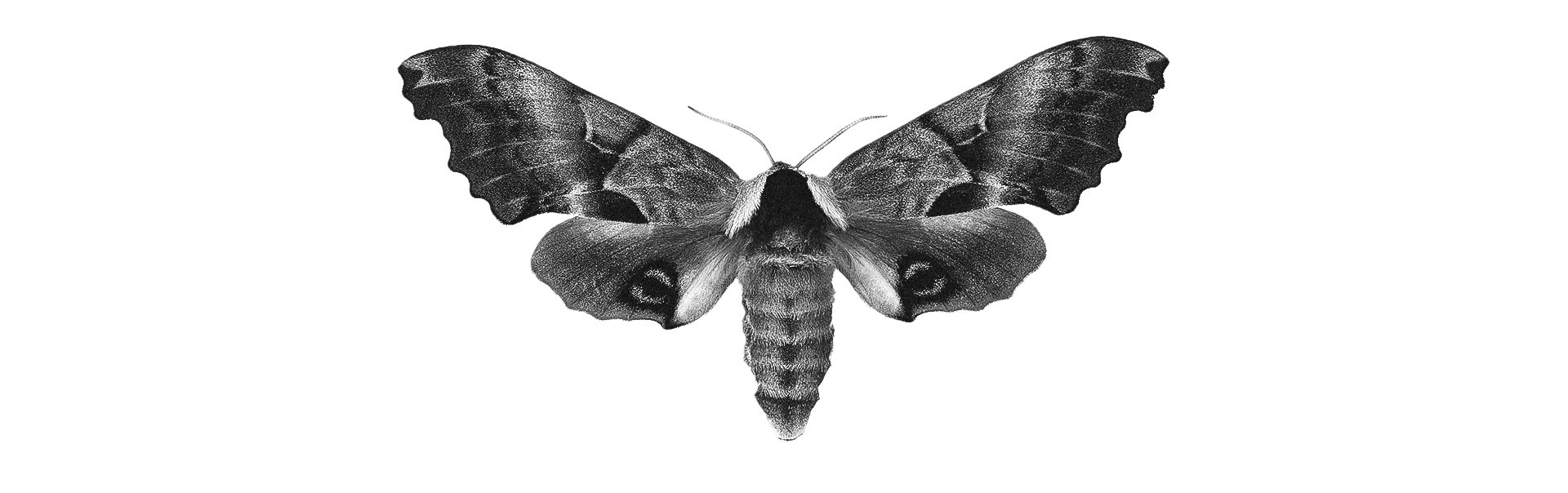 Бабочка. Фотограф из Москвы — DASHA NOVA | Авторская фотография в разных жанрах