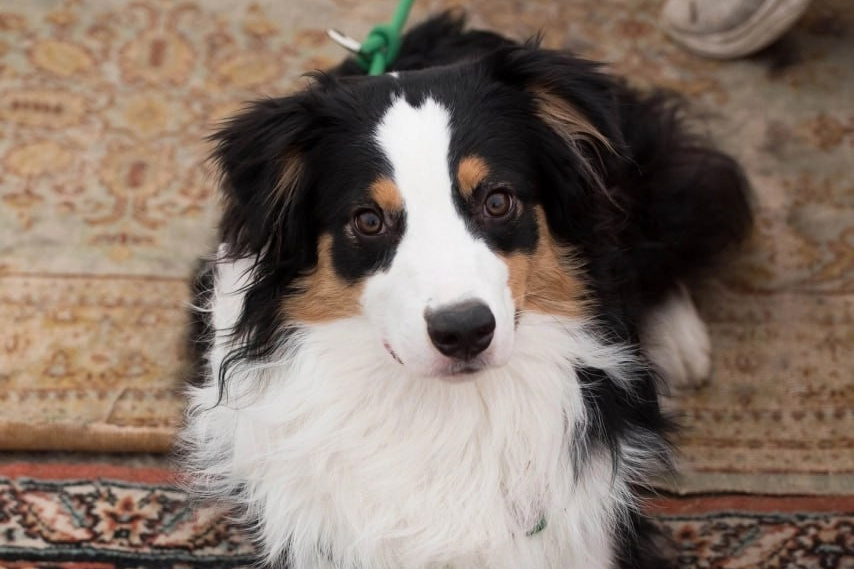 Д-помёт. BLGKV питомник собак