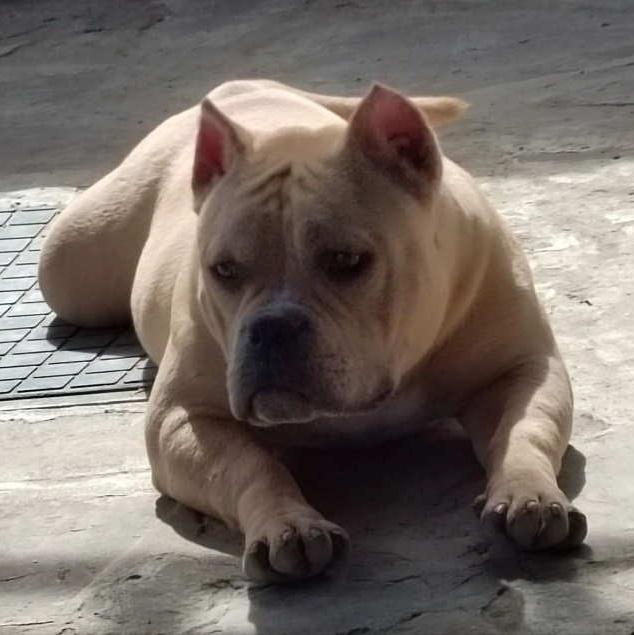 Саванна - американский булли покет