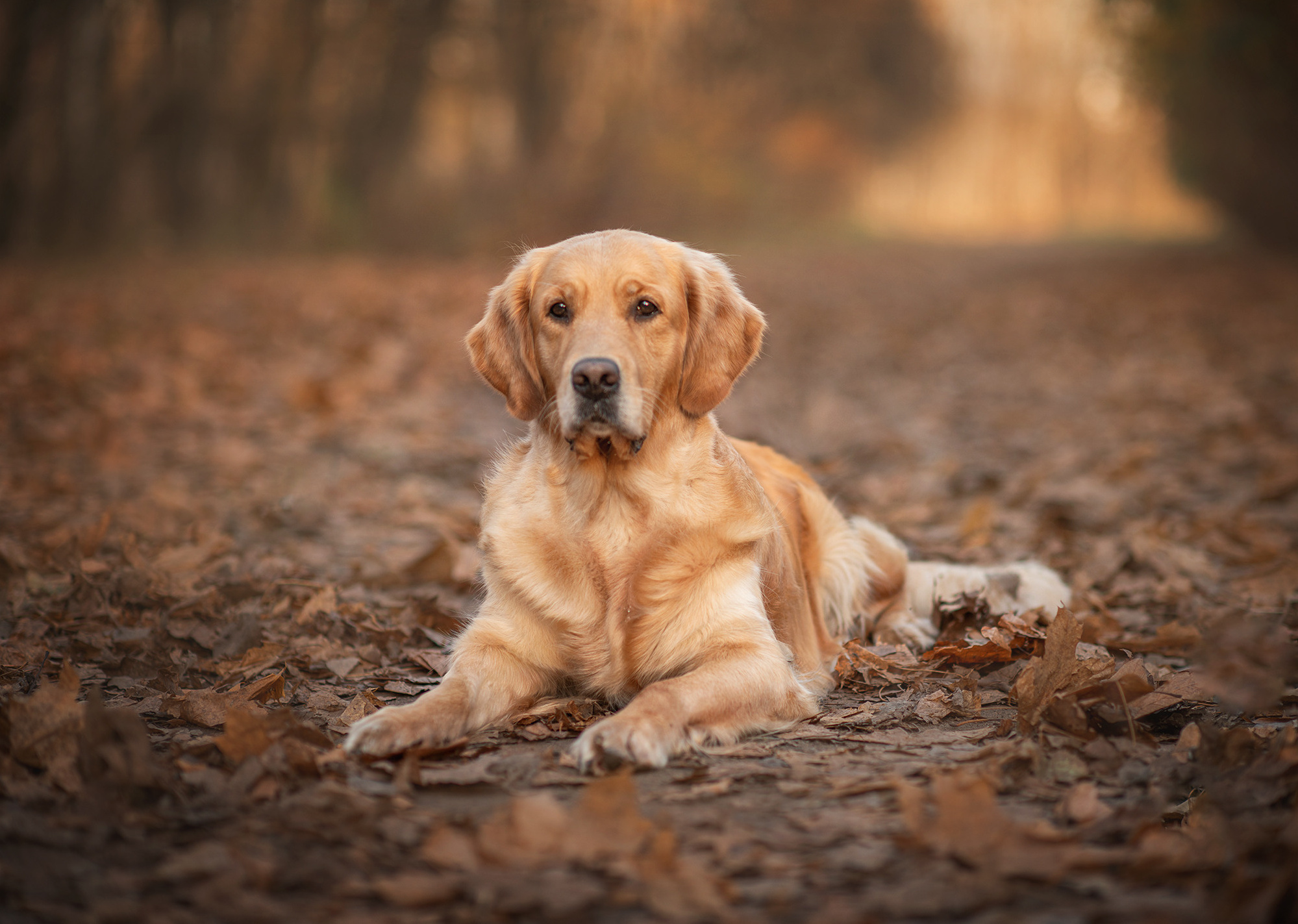 Животные. Семейный фотограф в Минске Виктория Дубровская