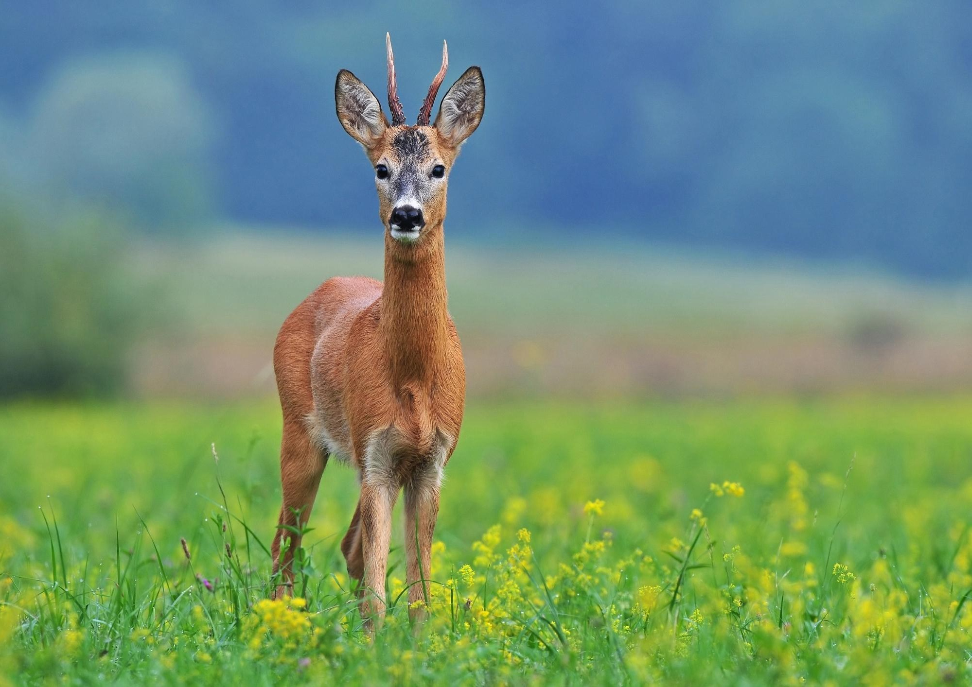 Охота в Беларуси