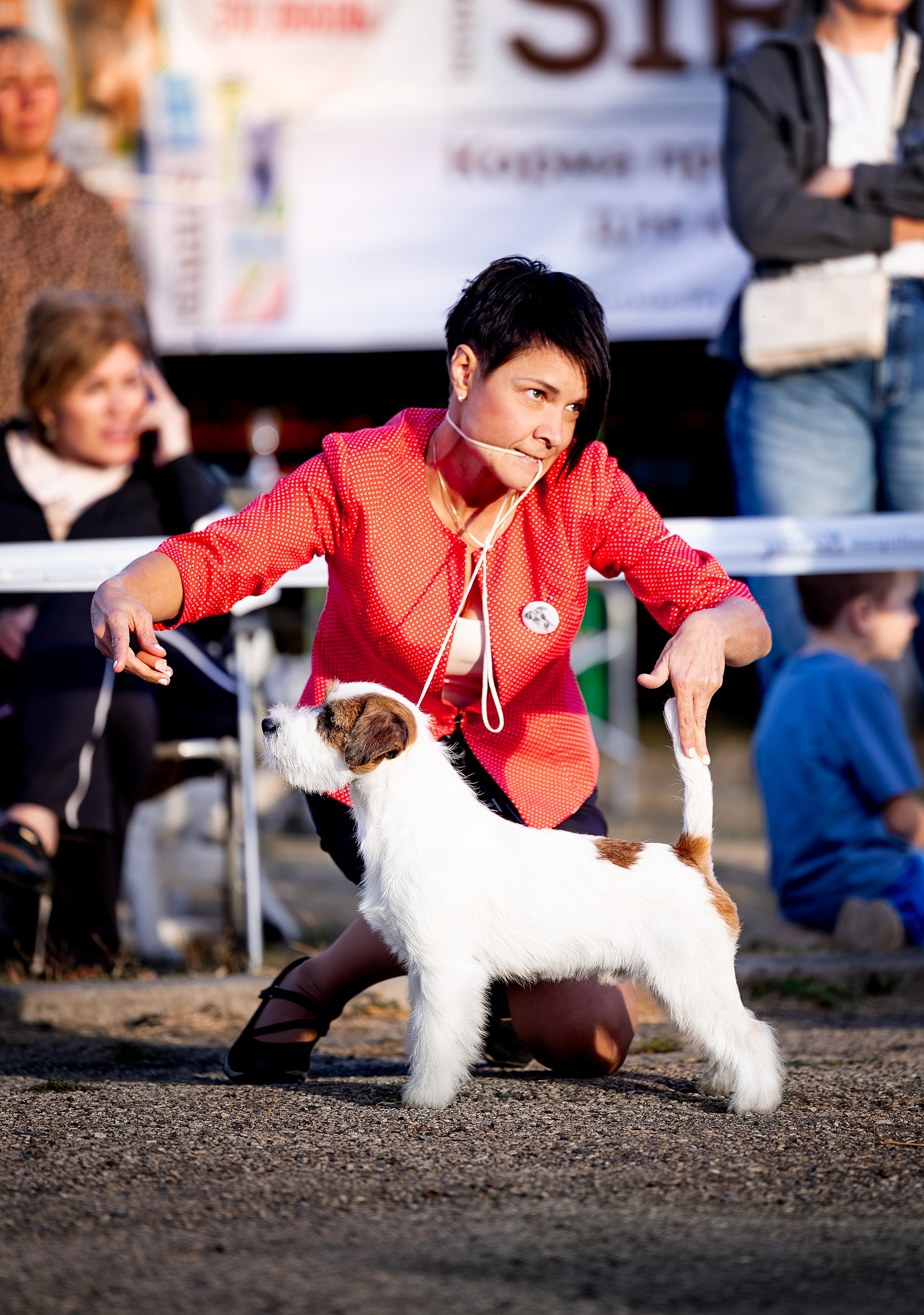ОСЕННИЙ МАРАФОН ВЫСТАВОК. CANE MAESTRO — kennel Jack Russell Terrier
