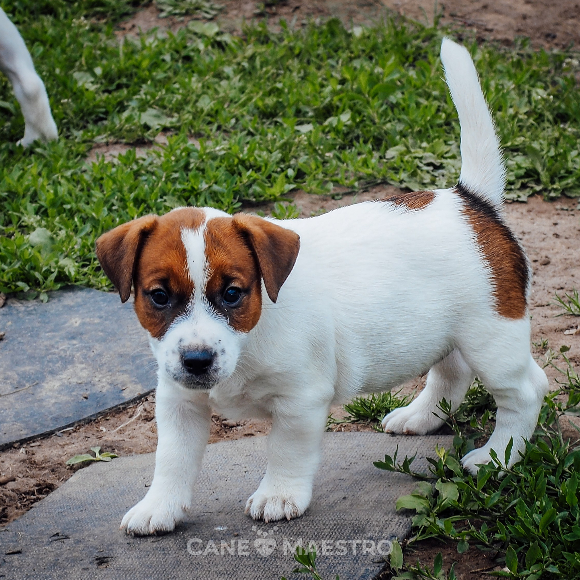 LITTER «SH» | 30/04/2025. CANE MAESTRO — kennel Jack Russell Terrier