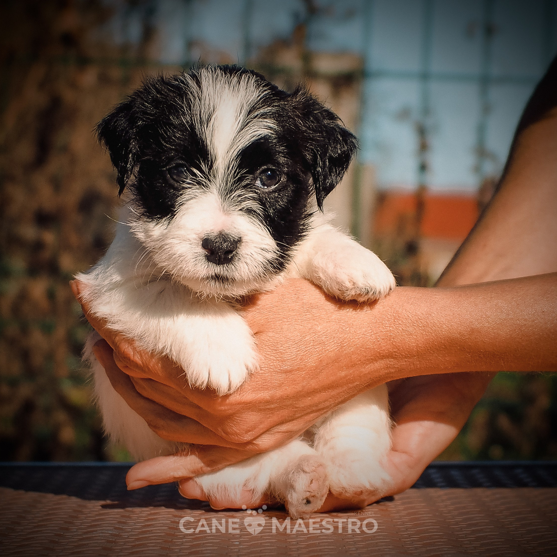 LITTER «A» 27/08/2025. CANE MAESTRO — kennel Jack Russell Terrier