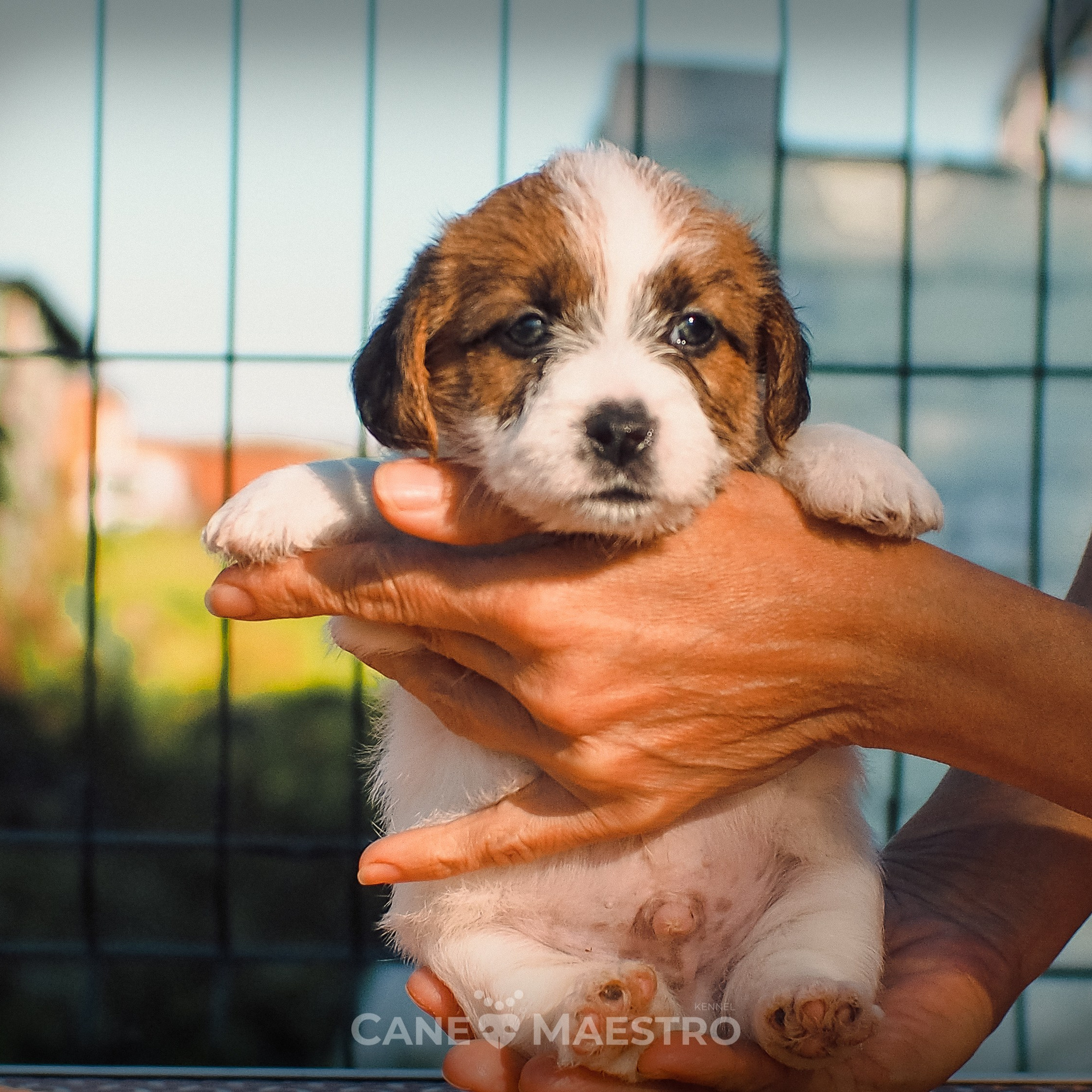LITTER «A» 27/08/2025. CANE MAESTRO — kennel Jack Russell Terrier