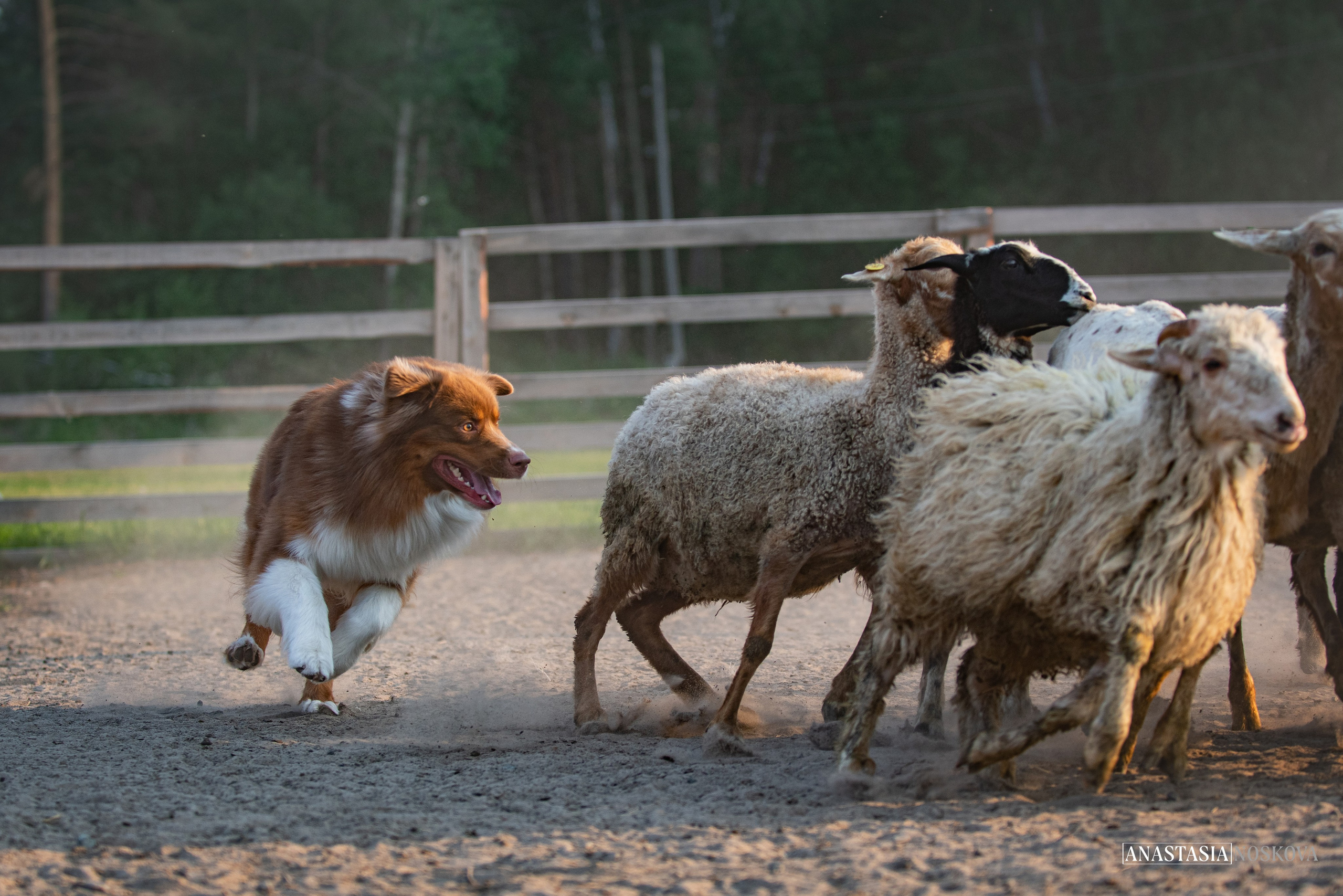 Анастасия Носкова | Фотограф