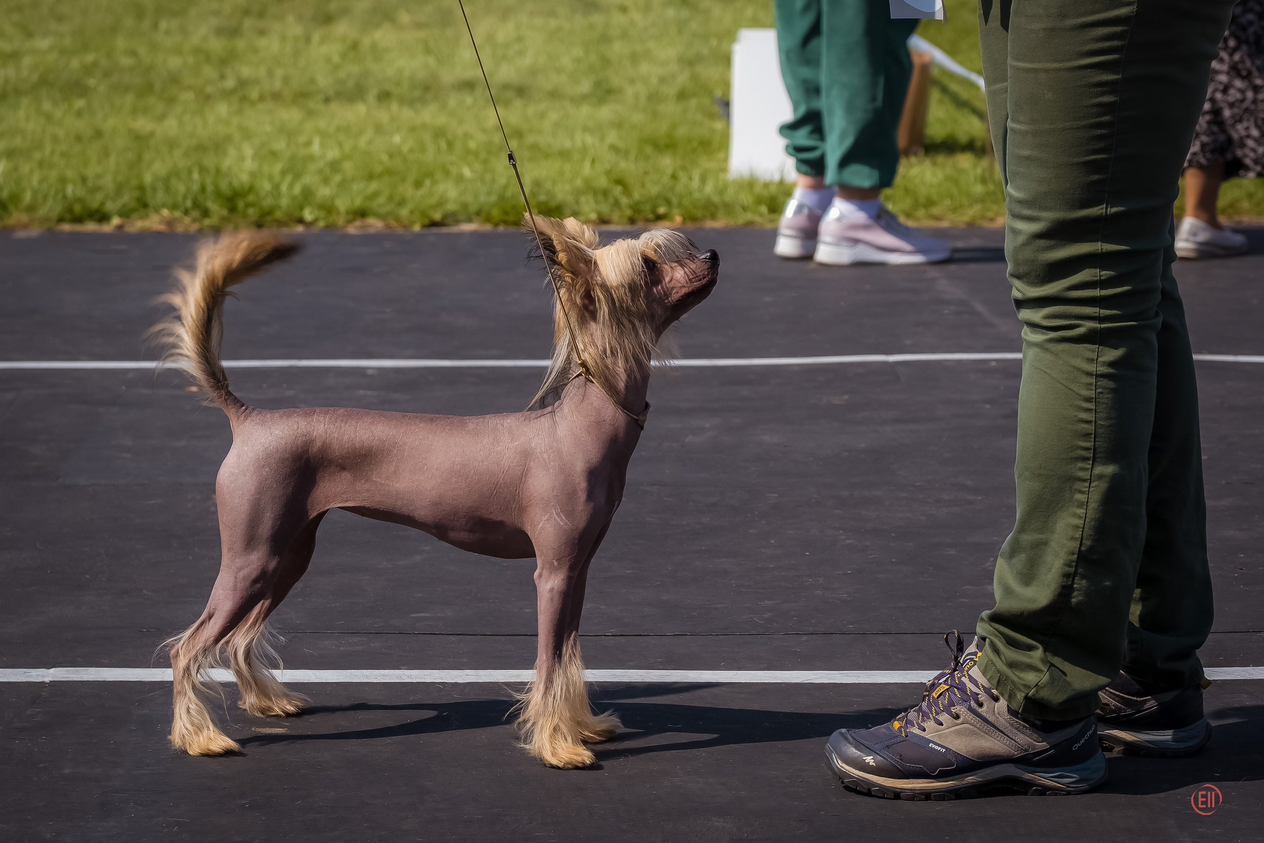 Official breed standard of the Chinese Crested Dog. Chinese Crested Dog Kennel Poale Ell