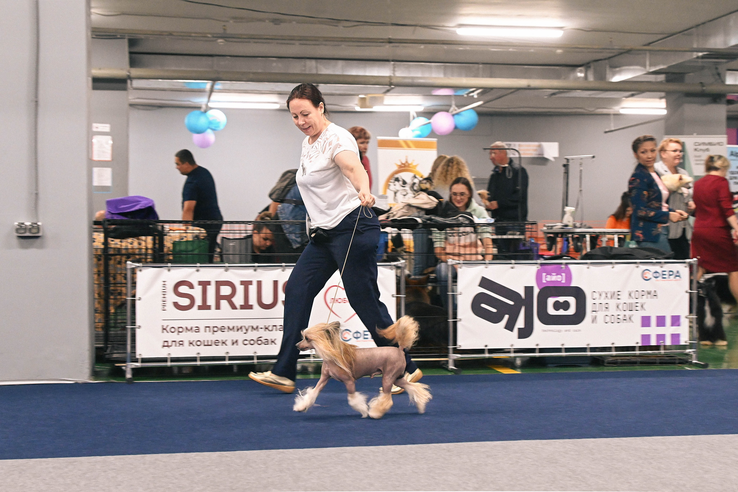 Moscow, Exhibition Center “Sfera”. Chester and Cooper at the exhibition. Chinese Crested Dog Kennel Poale Ell