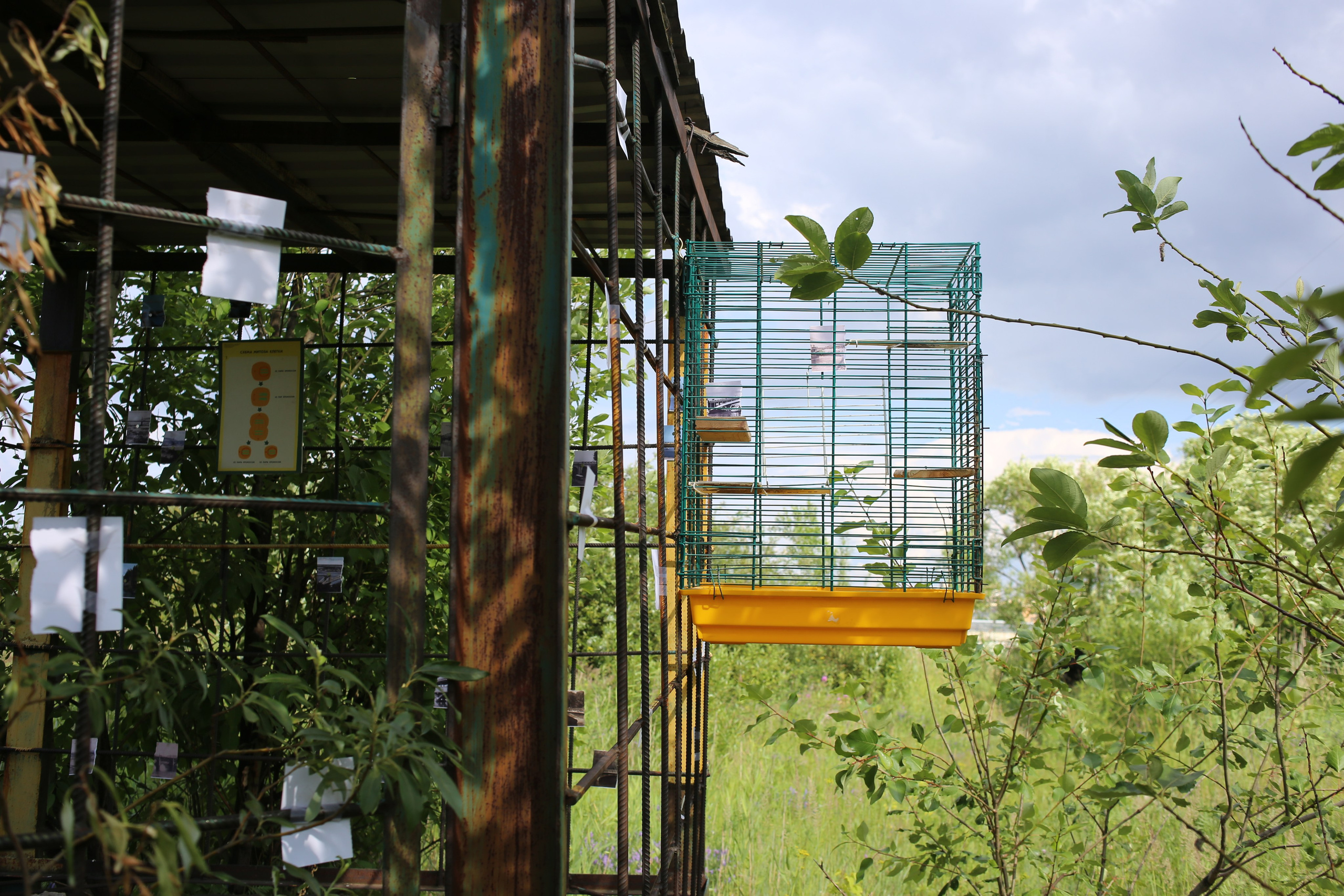 Митоз Андрей Шепель 29.06.2024