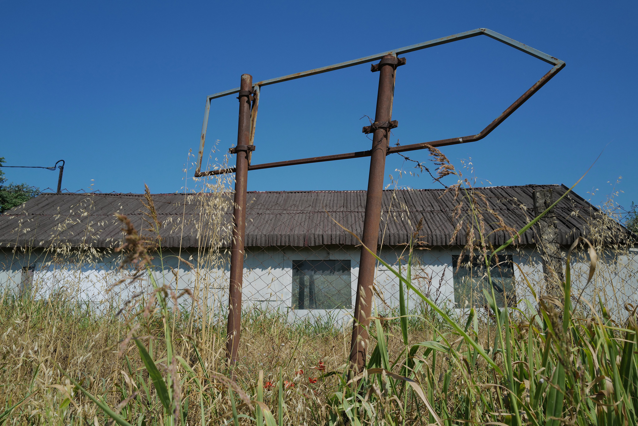 Кристина Разумова — О муравьях и улитке (пустая раковина, в которой утонули муравьи в капле морской воды)