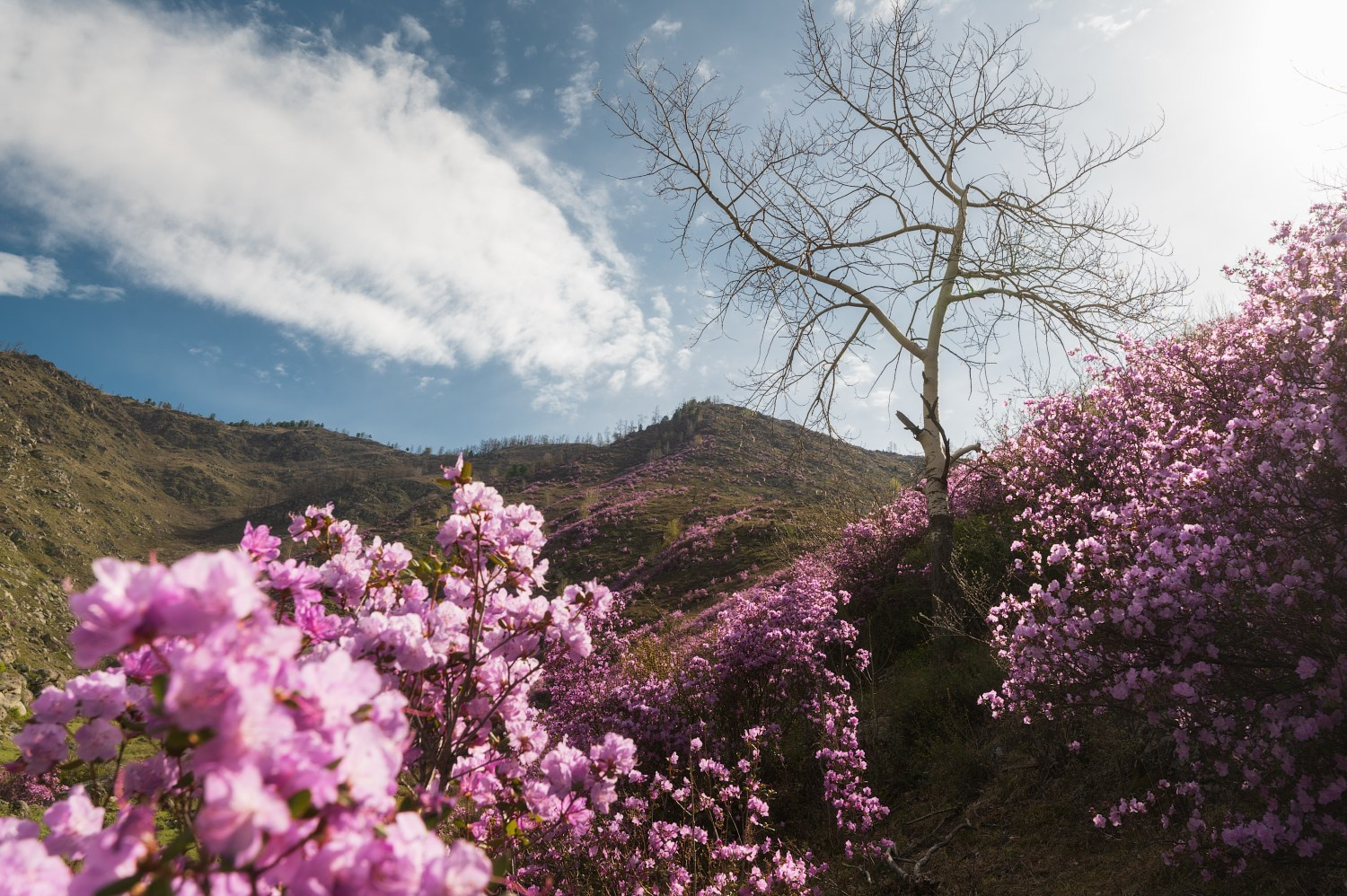 Воздушное настроение. Онгудайский район Республики Алтай. Автор фото Алёна Рубан