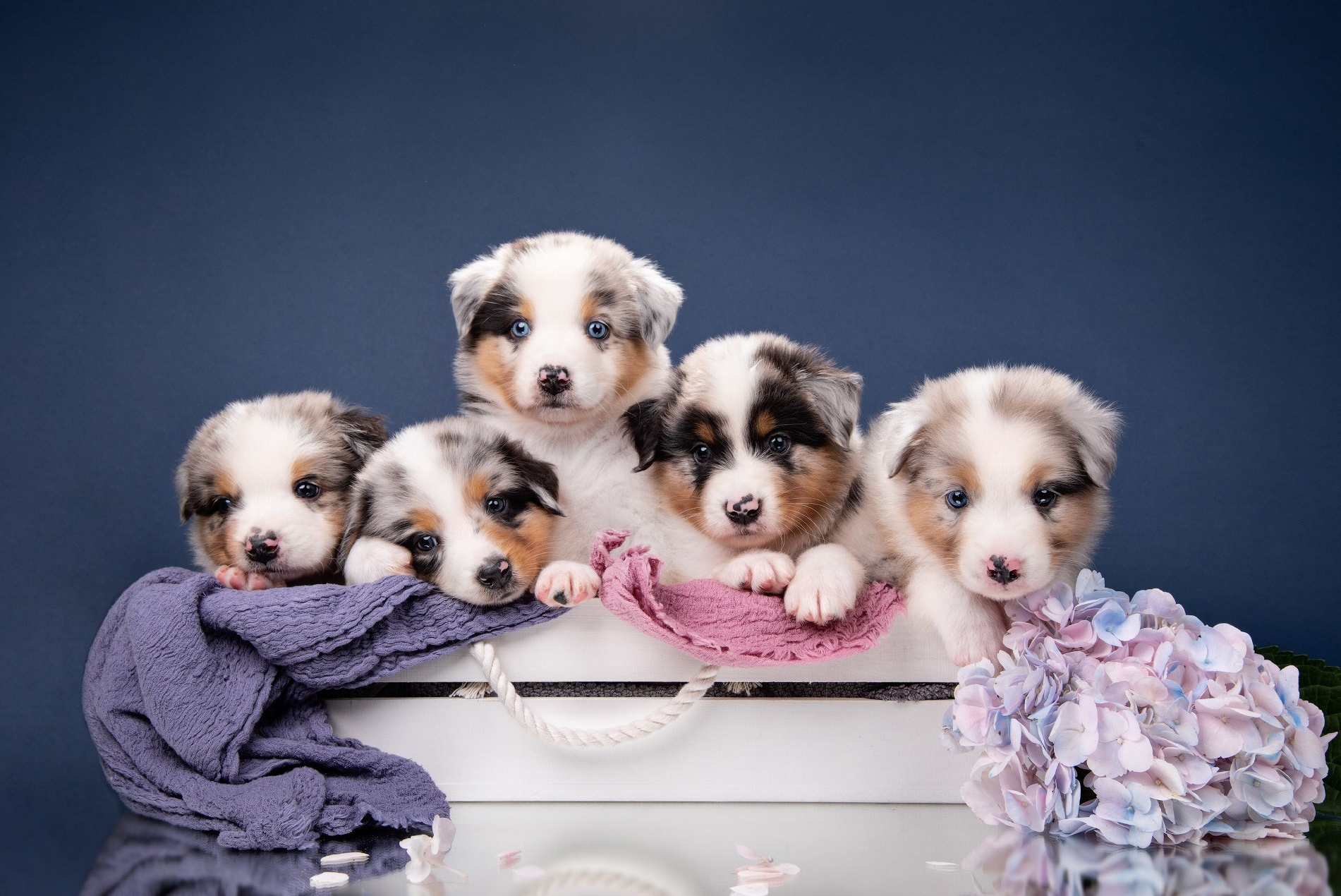 Предпродажная фотосессия щенков. Фотограф собак в Москве и Московской области Иванушкина Мария