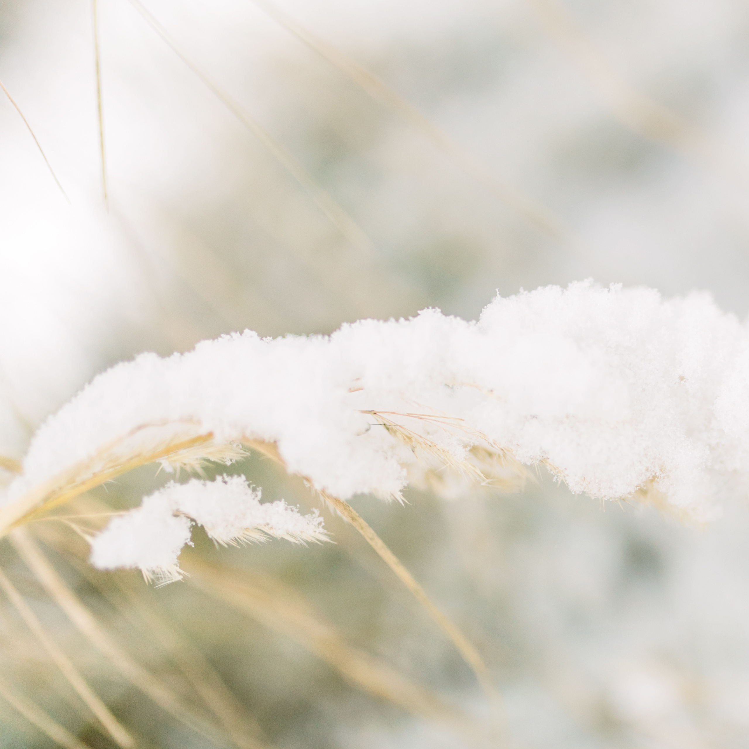 Зимняя семейная фотосессия. Лена Крутова. Фотограф в Москве