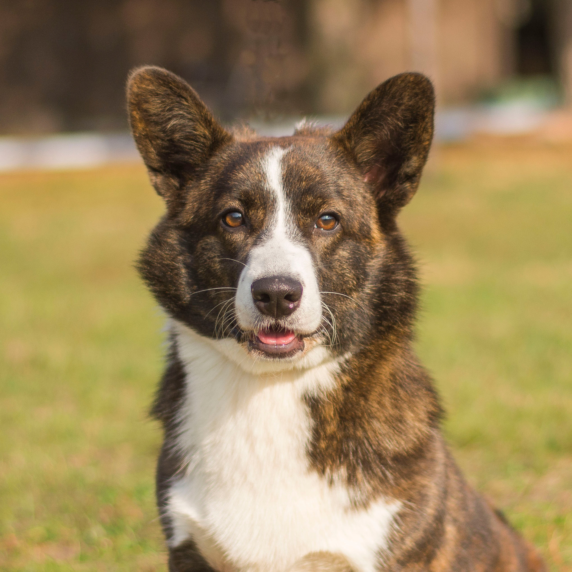 Вельш корги кардиган питомника Ice Fantasy Брянск. Ice Fantasy kennel: professional breeding of Siberian huskies and wels