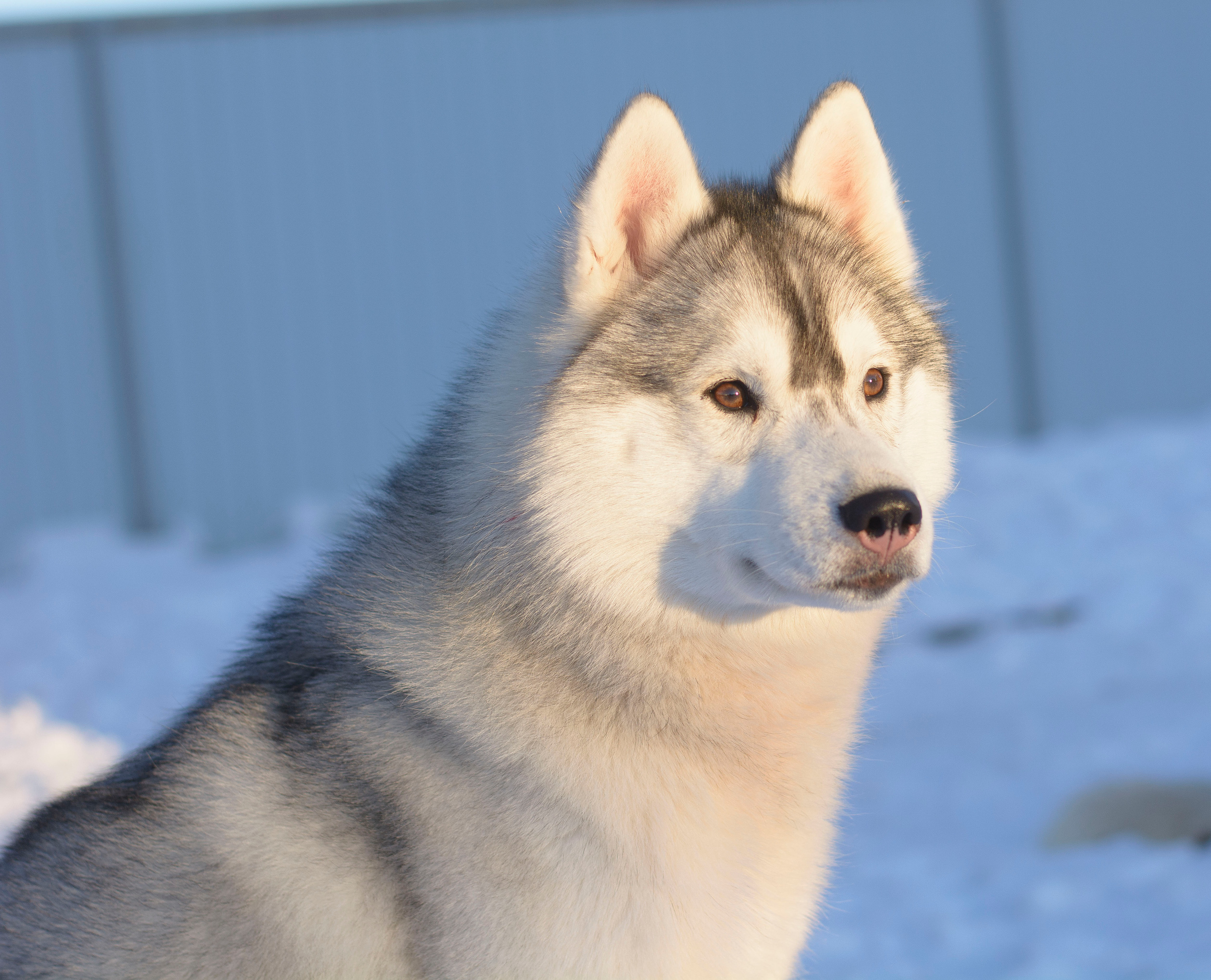 Сибирские хаски питомника Ice Fantasy Брянск. Ice Fantasy kennel: professional breeding of Siberian huskies and wels