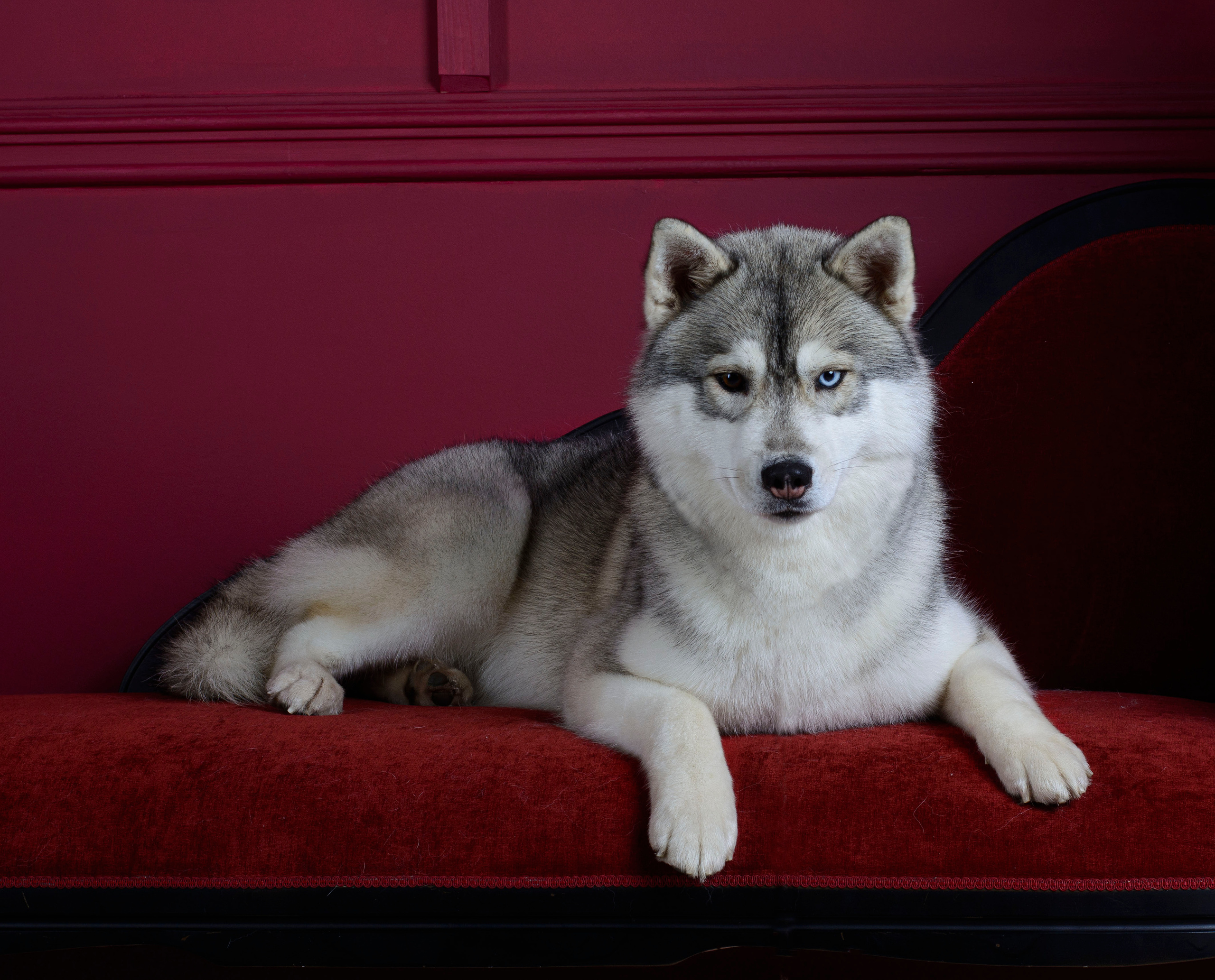 Latte Macchiato Of Silverlight LATTE (1). Ice Fantasy kennel: professional breeding of Siberian huskies and wels