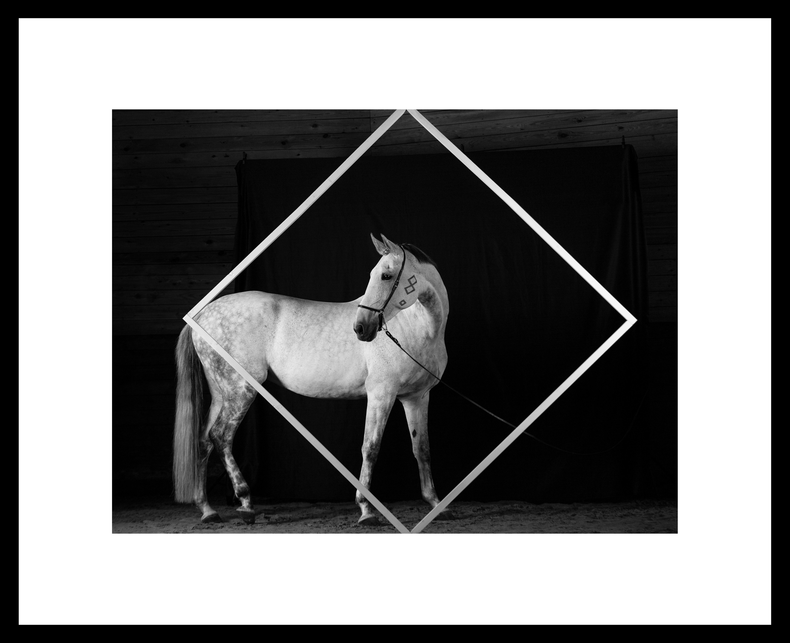 Между нами лошади