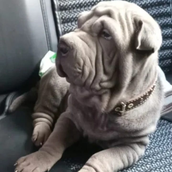 Познакомьтесь с Шар пей в Иркутске. Питомник собак Иркутск