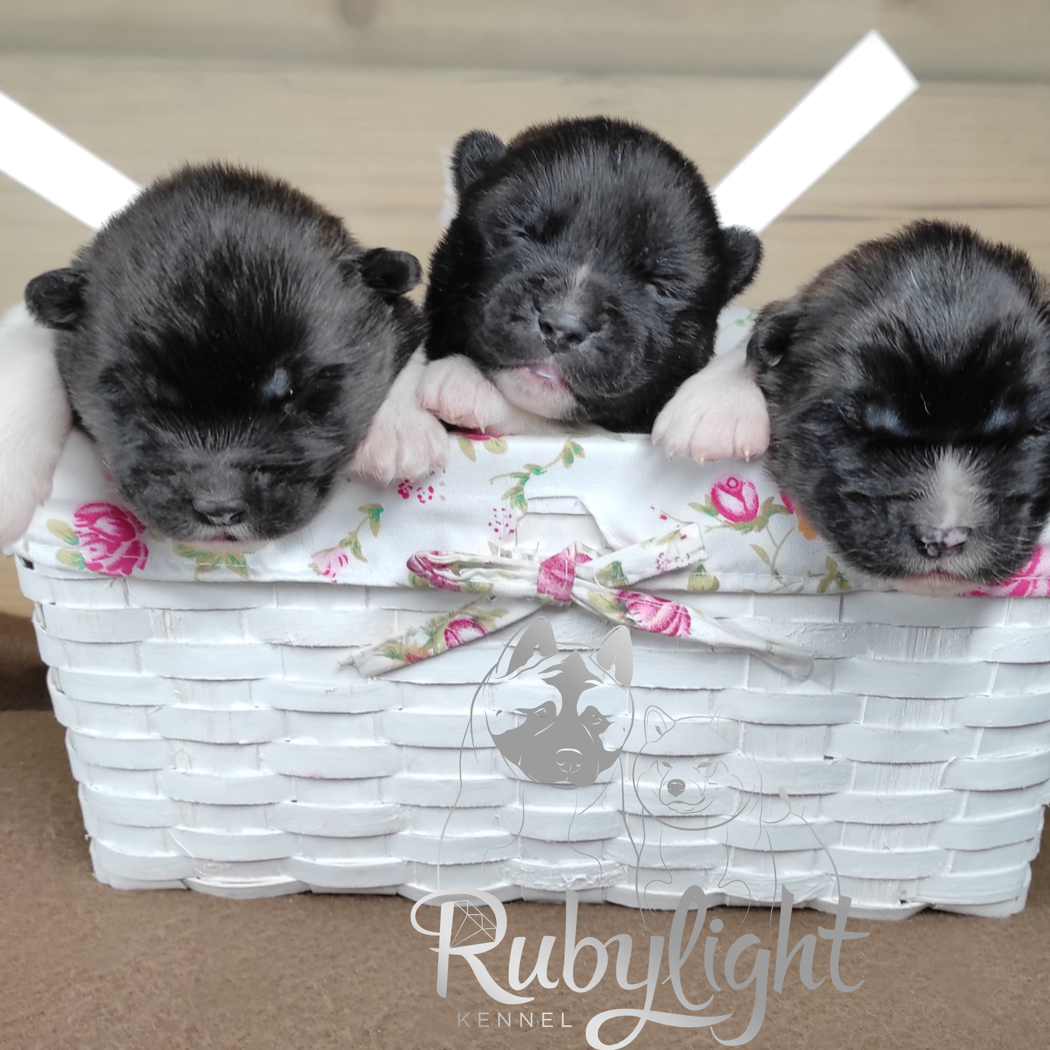 AMERICAN AKITA RUBYLIGHT KENNEL I SHIBA-INU