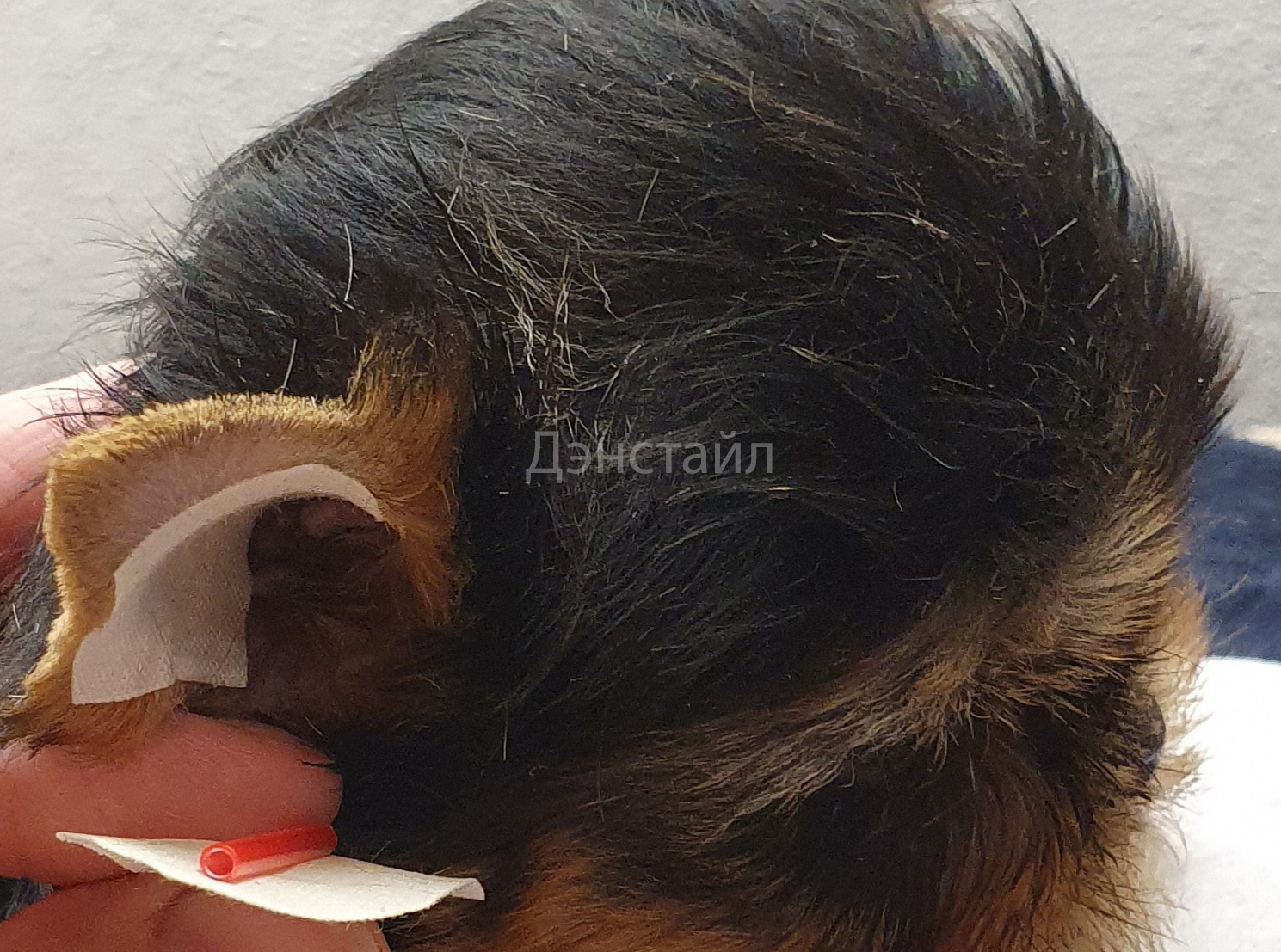 Как приклеить уши щенку Йоркширского Терьера. Питомник Йоркширских терьеров Дэнстайл в Санкт-Петербурге заводчик Тих