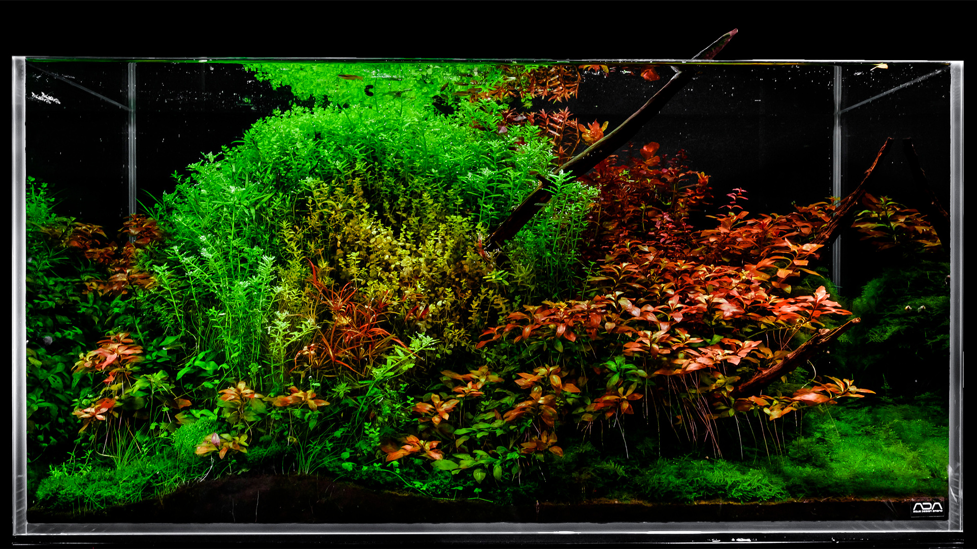 Цены и услуги. Аквариумист Максим Ерёмин. Aqua Maxim