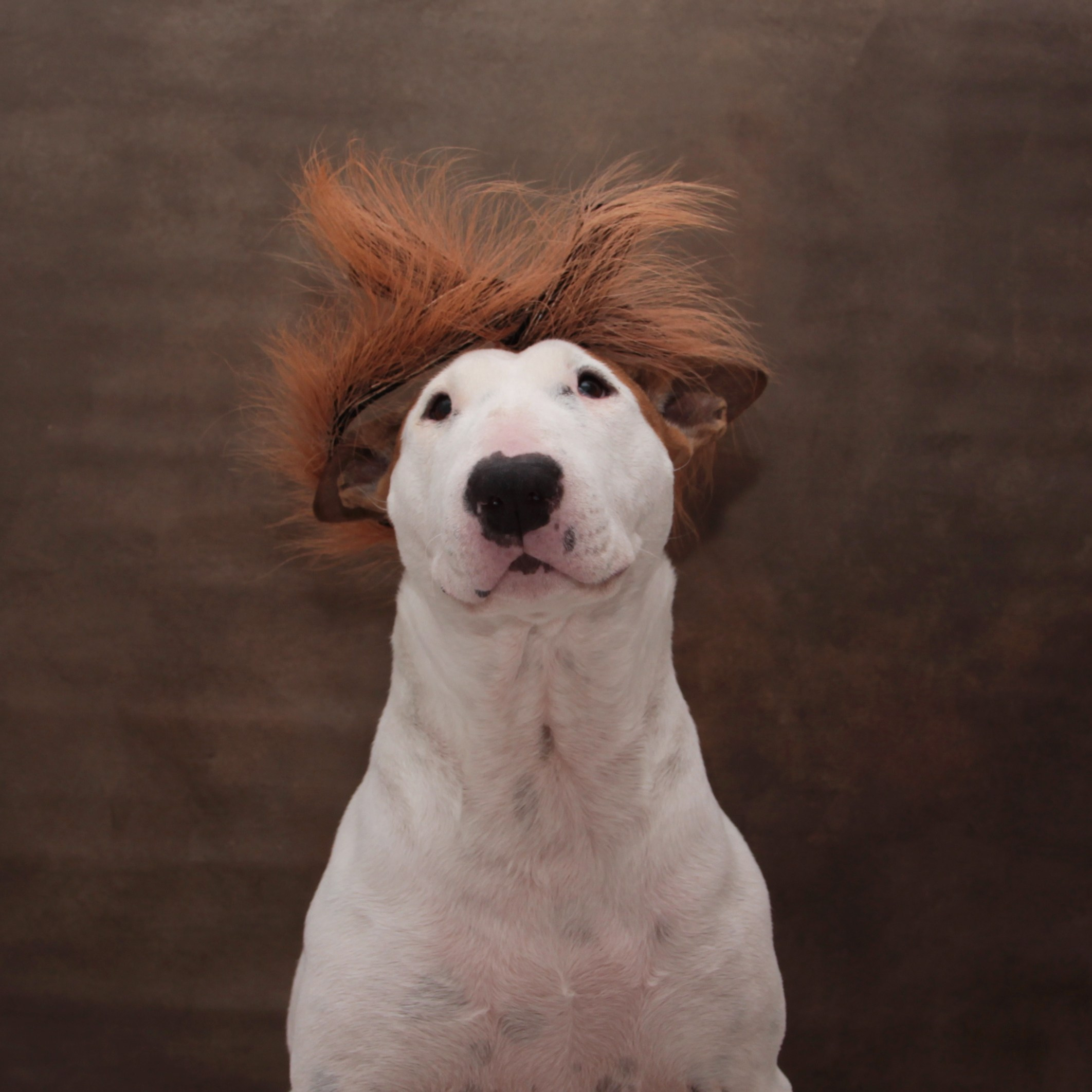 Foto. Personal experience in adapting a dog from a shelter