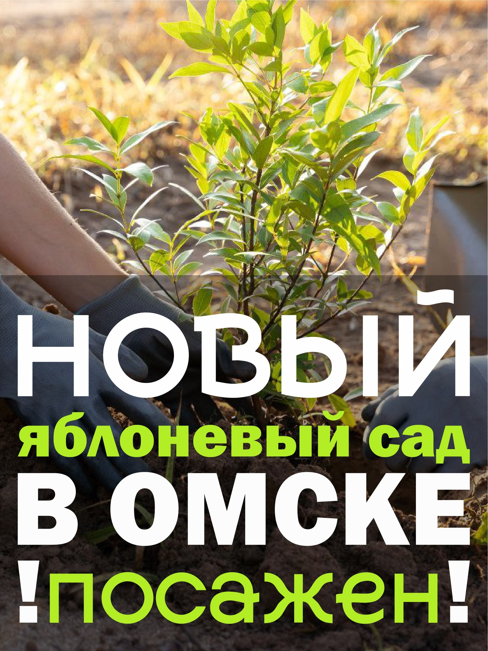 Яблоневый сад «Победителей» в Омске!. Конные прогулки в клубе «Анкор» — Омск