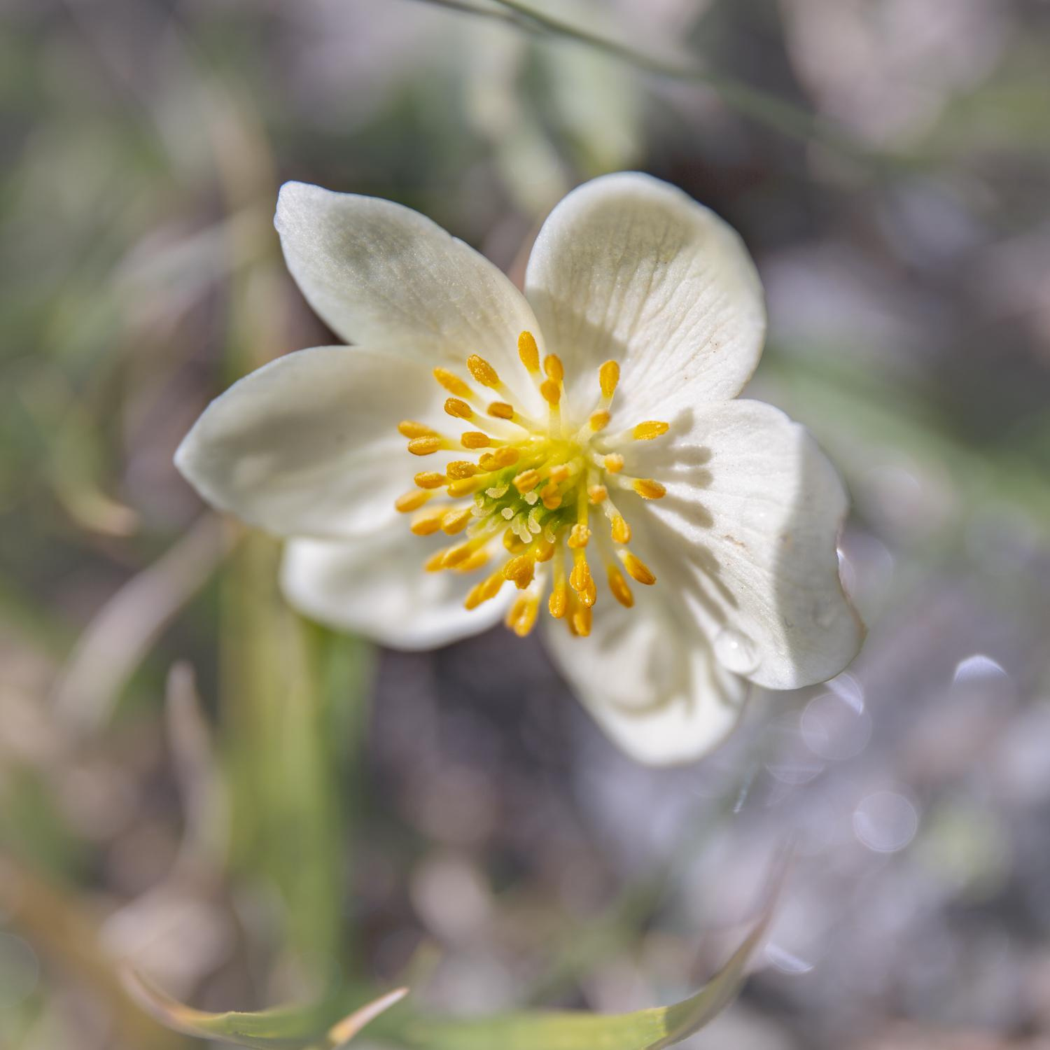 Mukhin Gorge, Teberda. Svetlana Korneliuk, photographer in Yekaterinburg