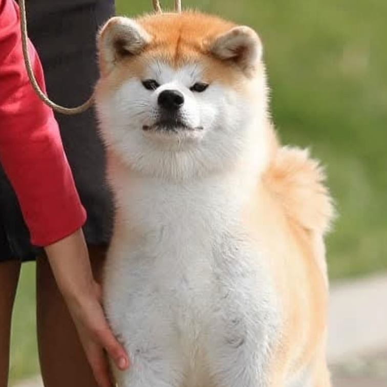 Breeding Plans. Kennel Akita inu