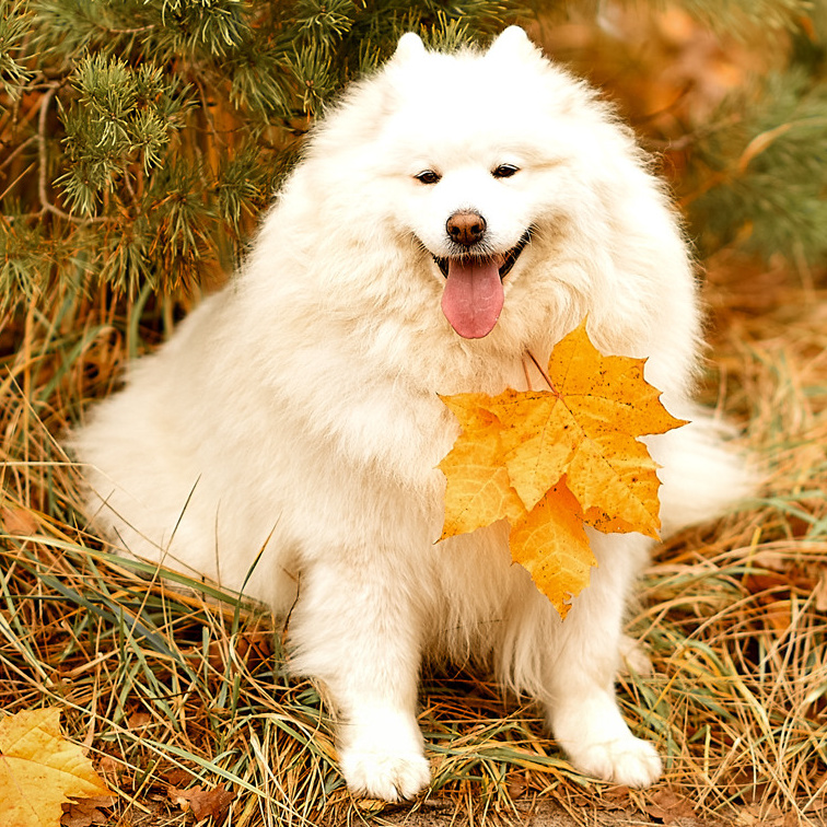 АРЕНДА ЖИВОТНЫХ. Фотограф беременности и новорожденных малышей Анастасия Никитина