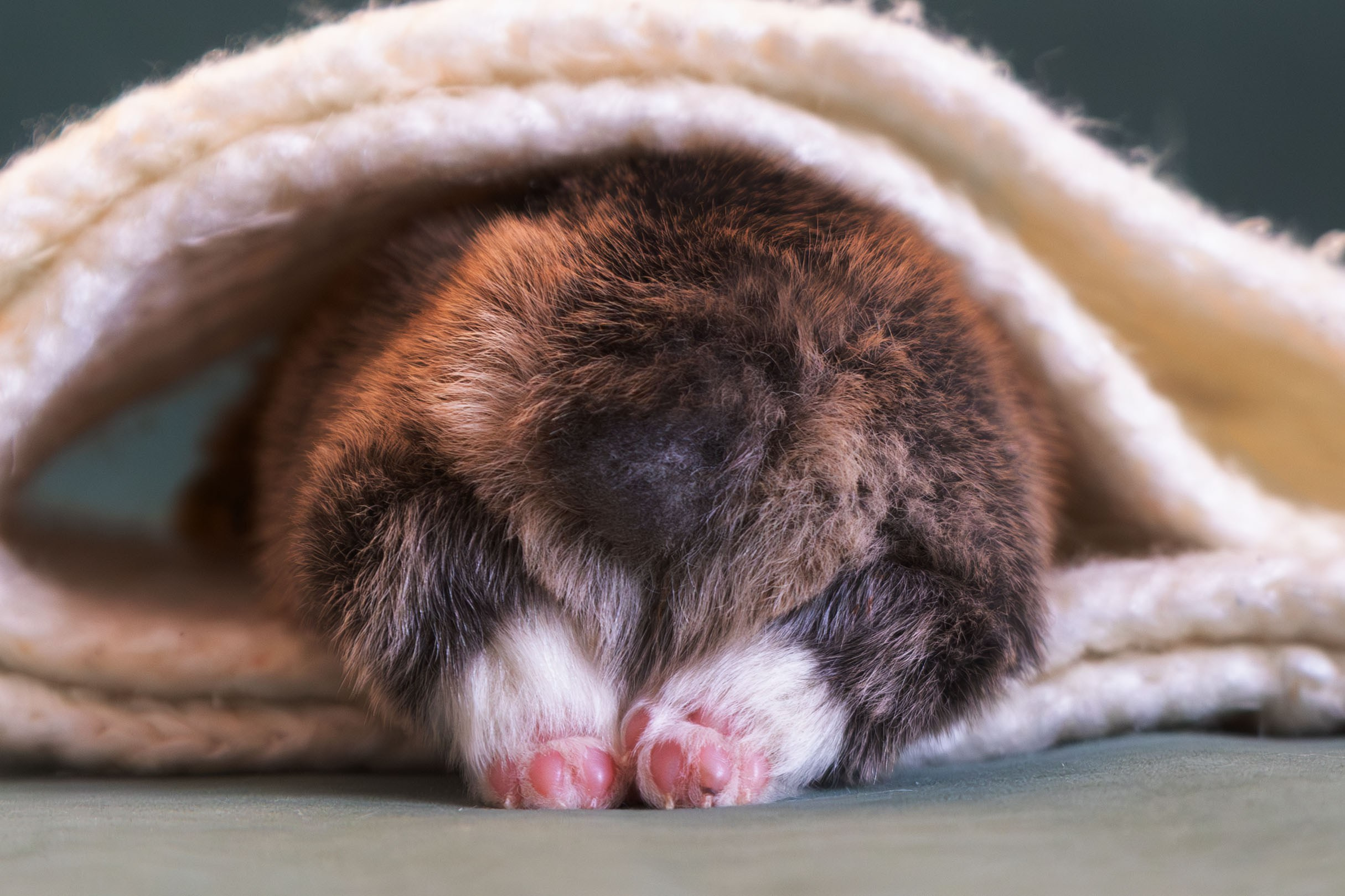 Купить щенка вельш корги кардиган из питомника Ice Fantasy. Ice Fantasy kennel: professional breeding of Siberian huskies and wels