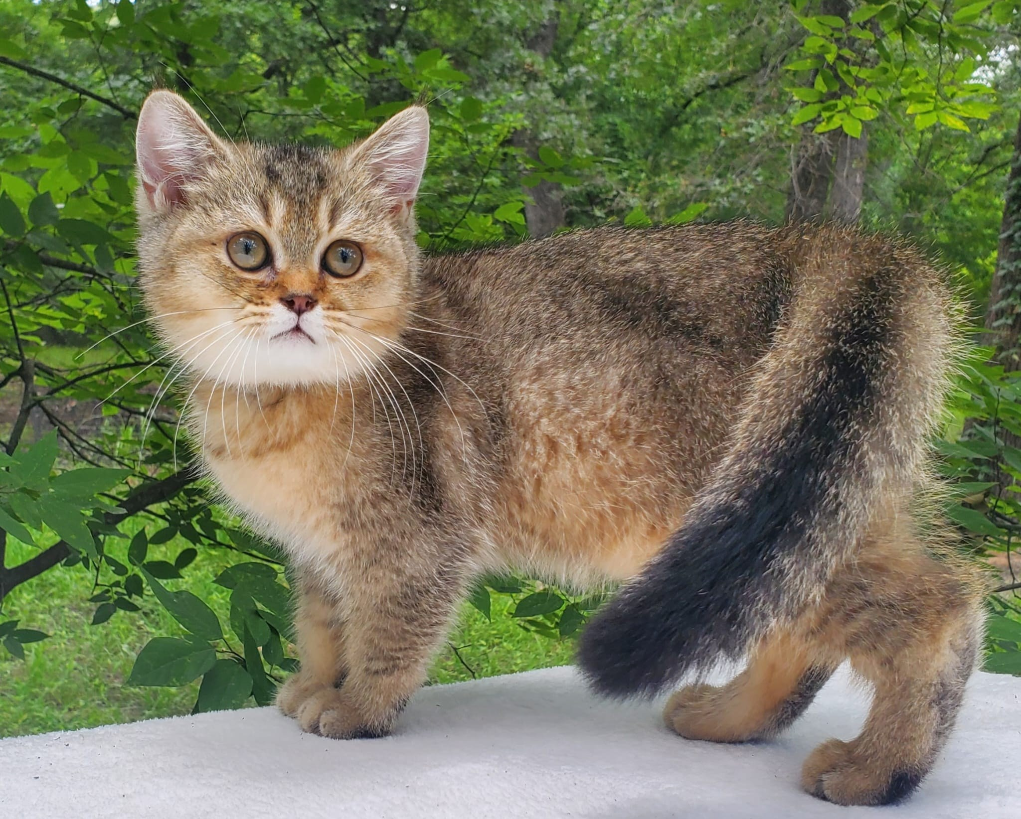 British shorhair Cats
